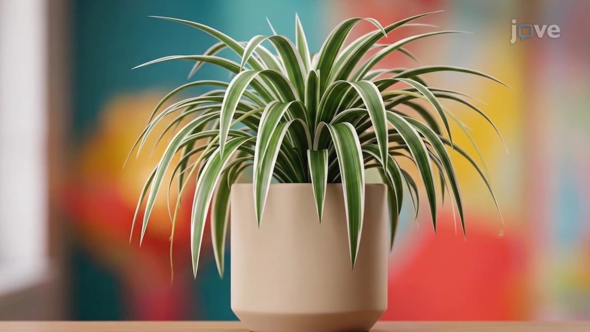 Key Elements for Plant Nutrition