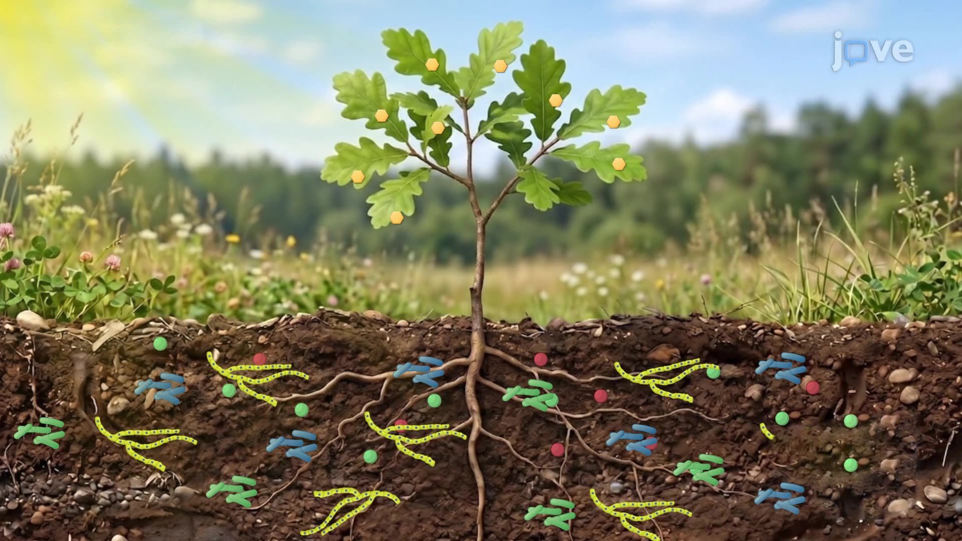 The Roles of Bacteria and Fungi in Plant Nutrition
