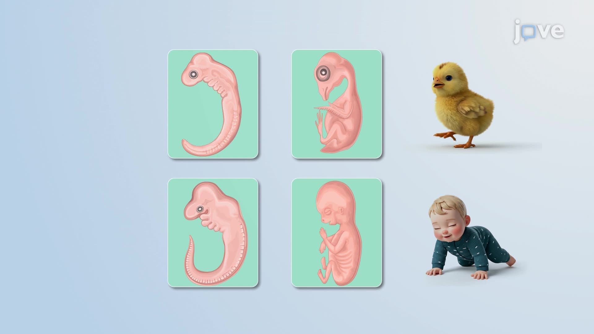 The Evidence for Evolution