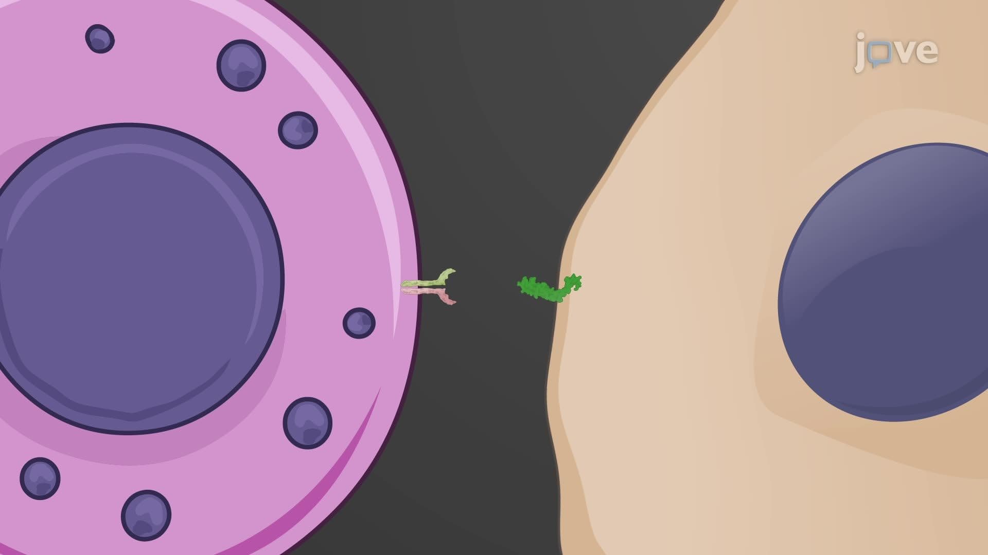 Immune Surveillance by NK Cells and Phagocytes