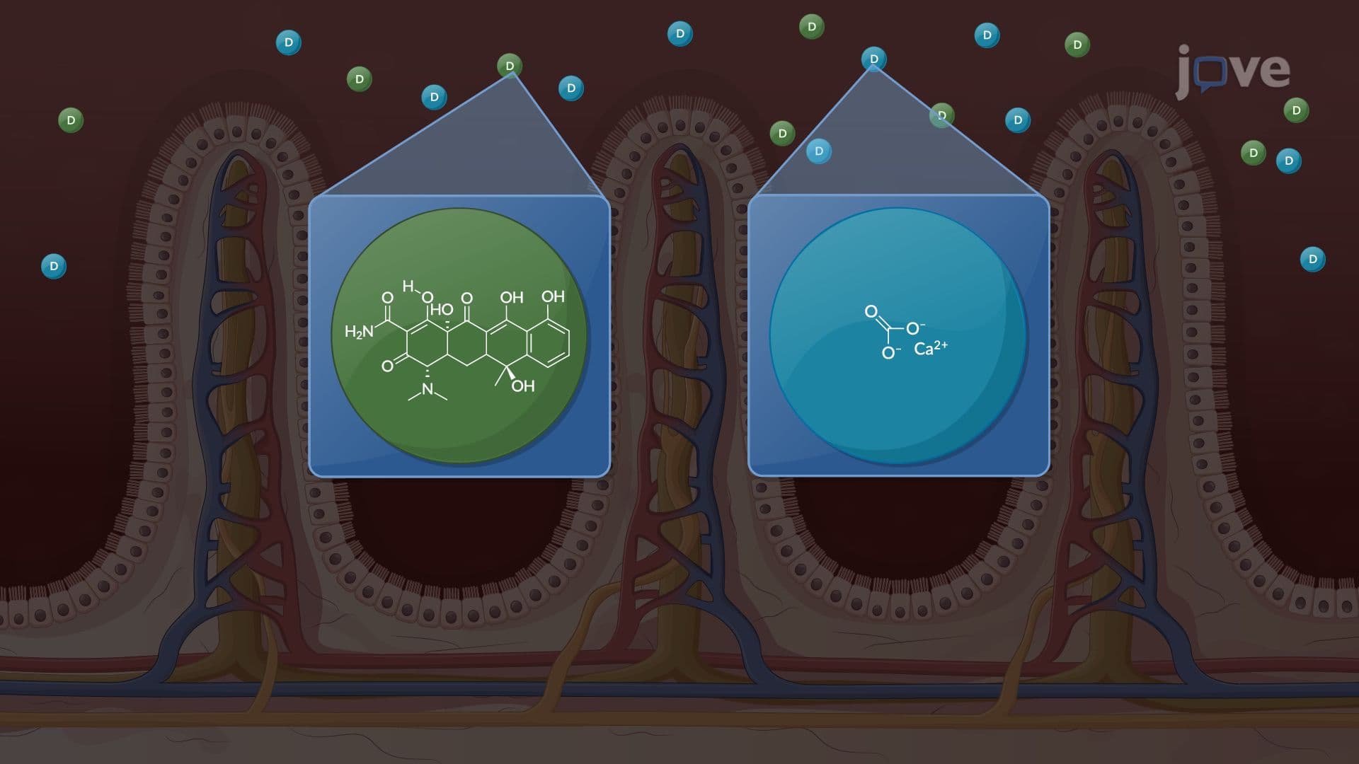 Pharmacokinetics: Drug–Drug Interactions