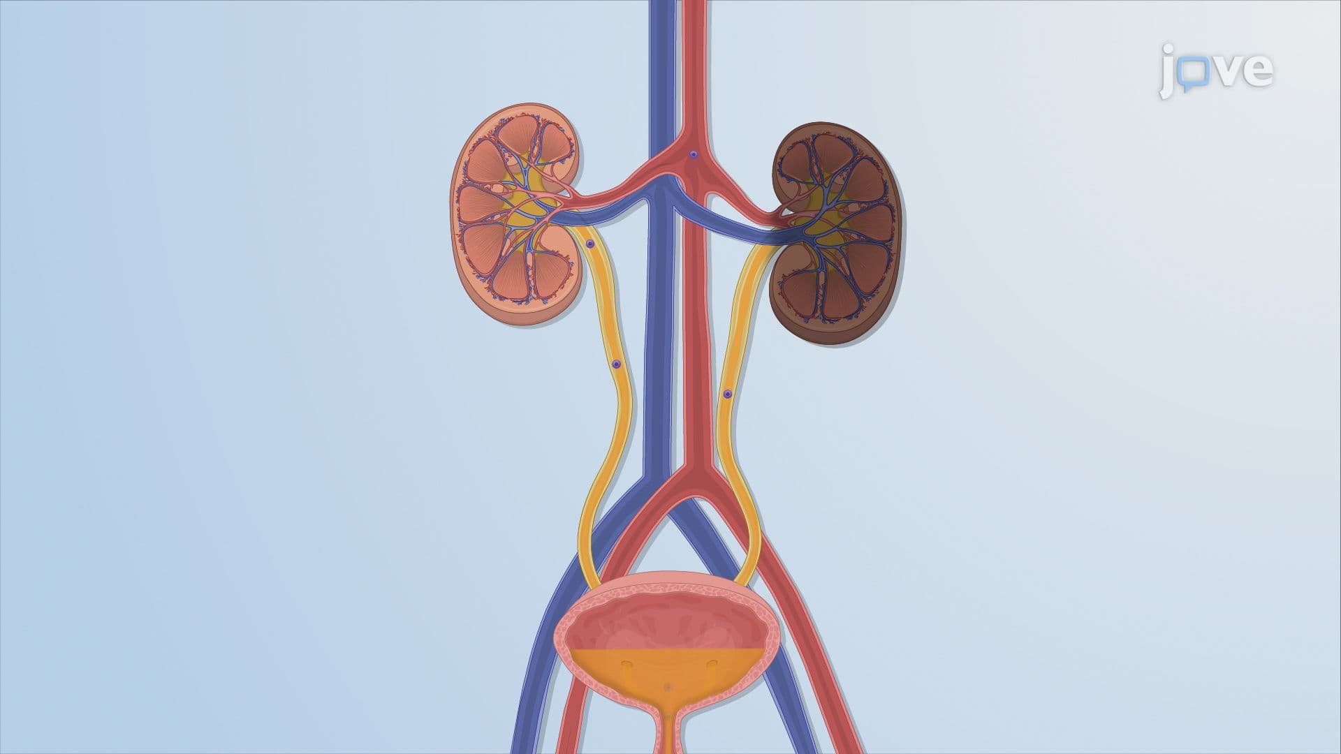 Drug Dosing in Renal Diseases: Measurement of Glomerular Filtration Rate