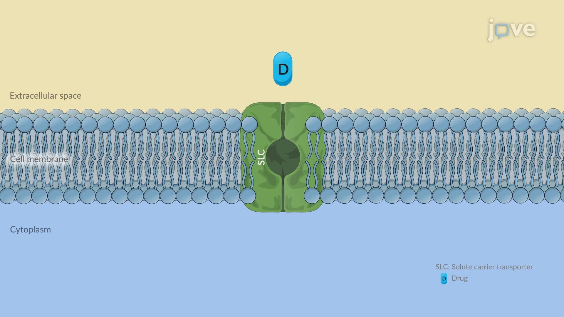 Pharmacogenetics of Drug Transporters: P-Glycoprotein and Solute Carrier Transporters