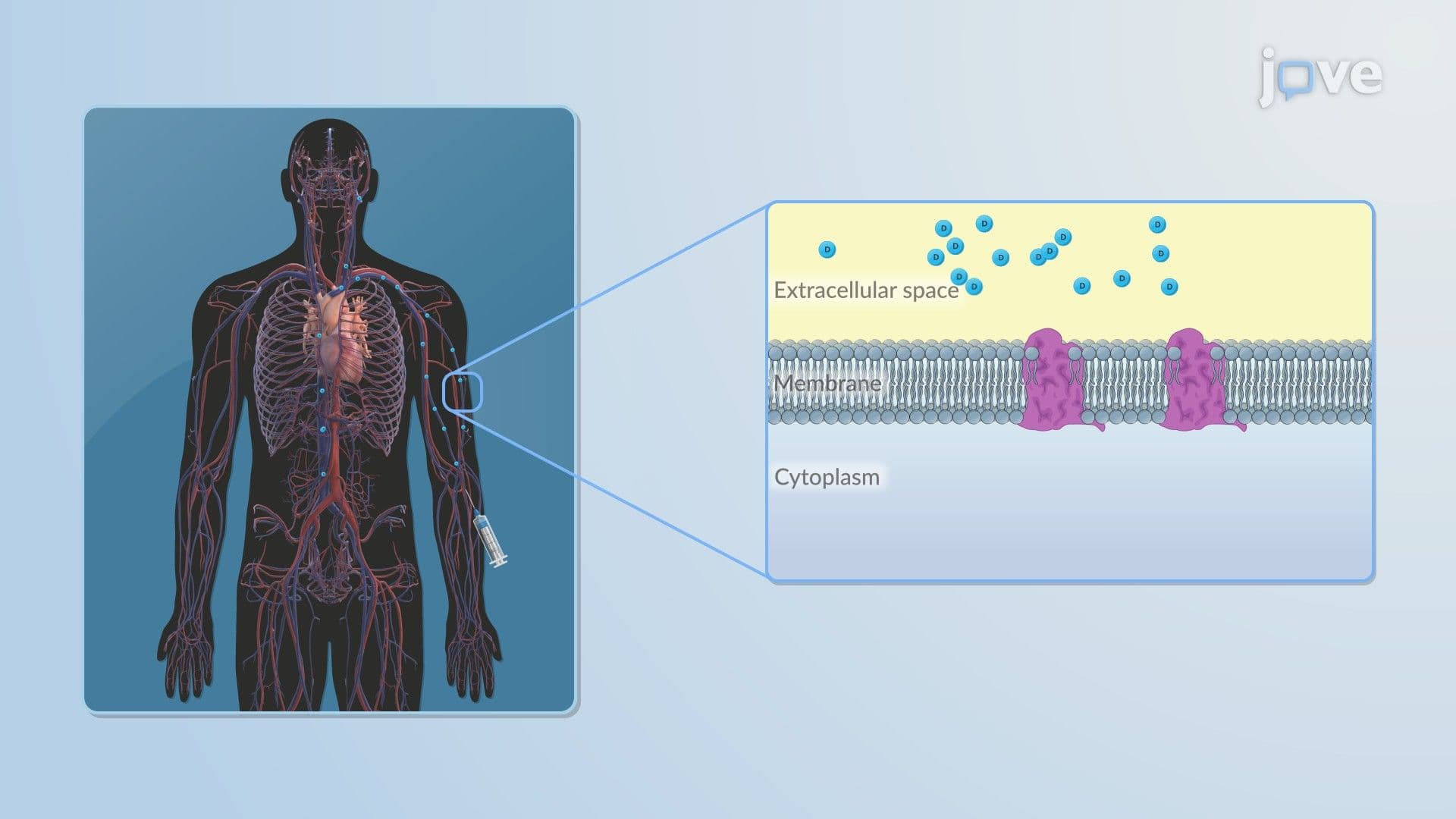 Pharmacokinetic–Pharmacodynamic Relationship: Dose to Pharmacological Effect