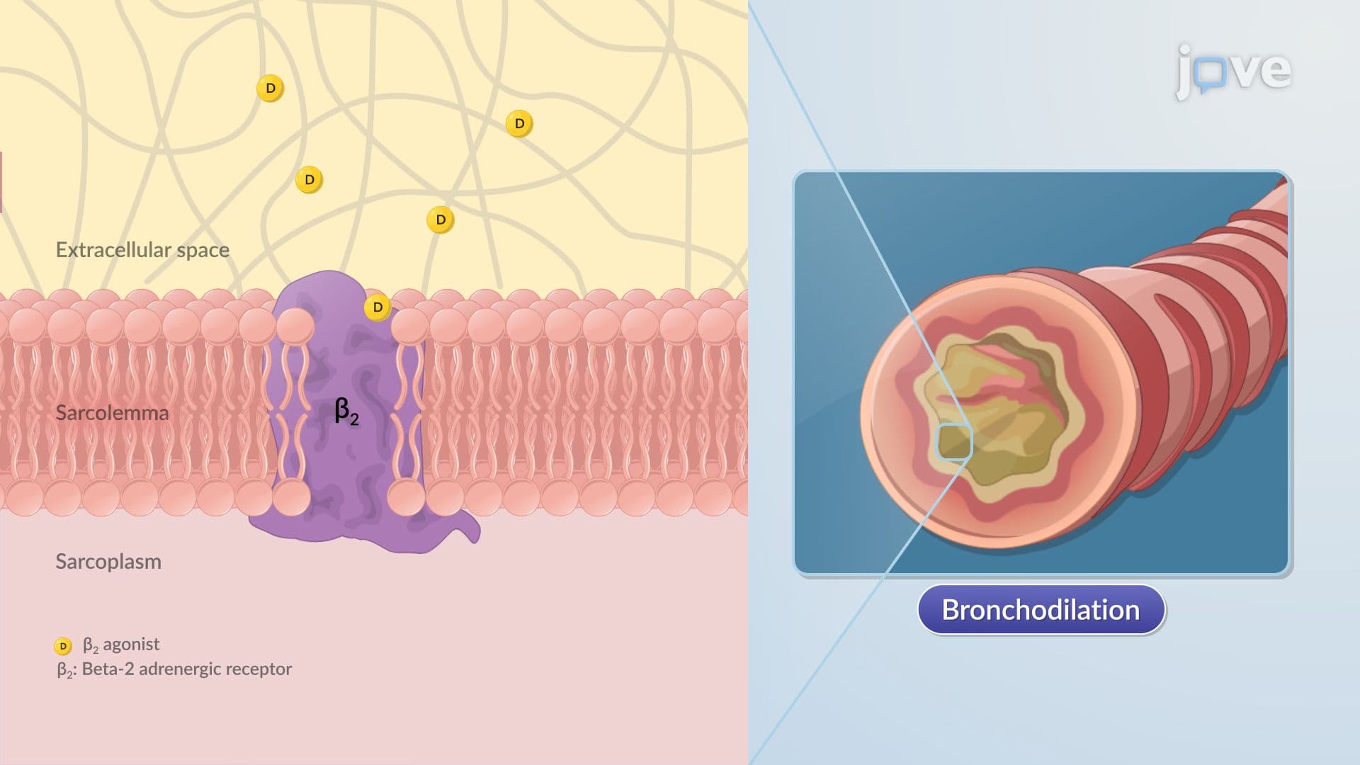 Pharmacodynamic Models: Overview