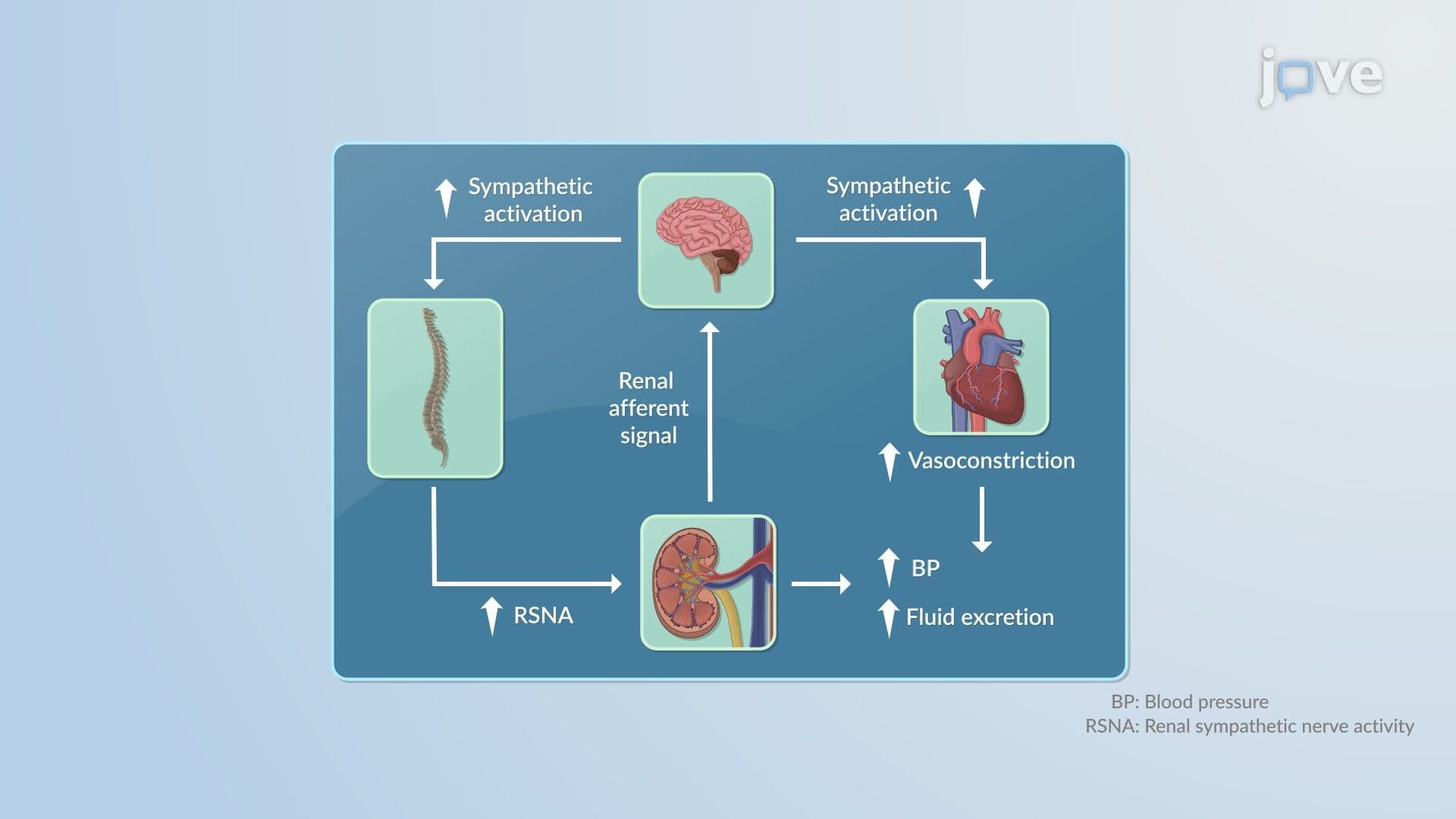 Pharmacodynamic Models: Link Model and Systems Pharmacodynamic Model