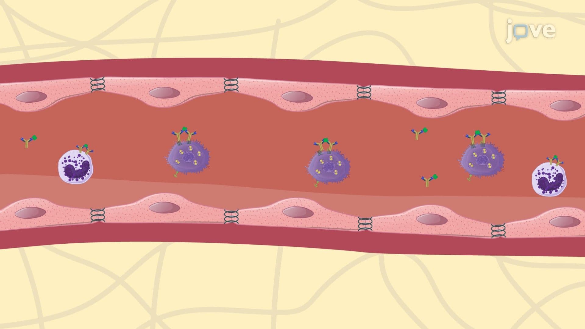 Drug Toxicity: Allergic Reactions