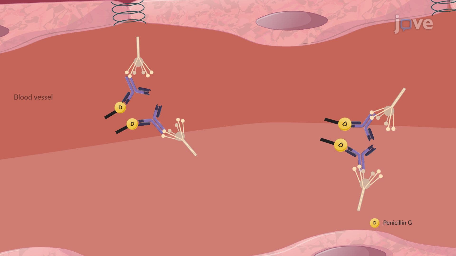 Hypersensitivity Reactions: Cytolytic Reactions