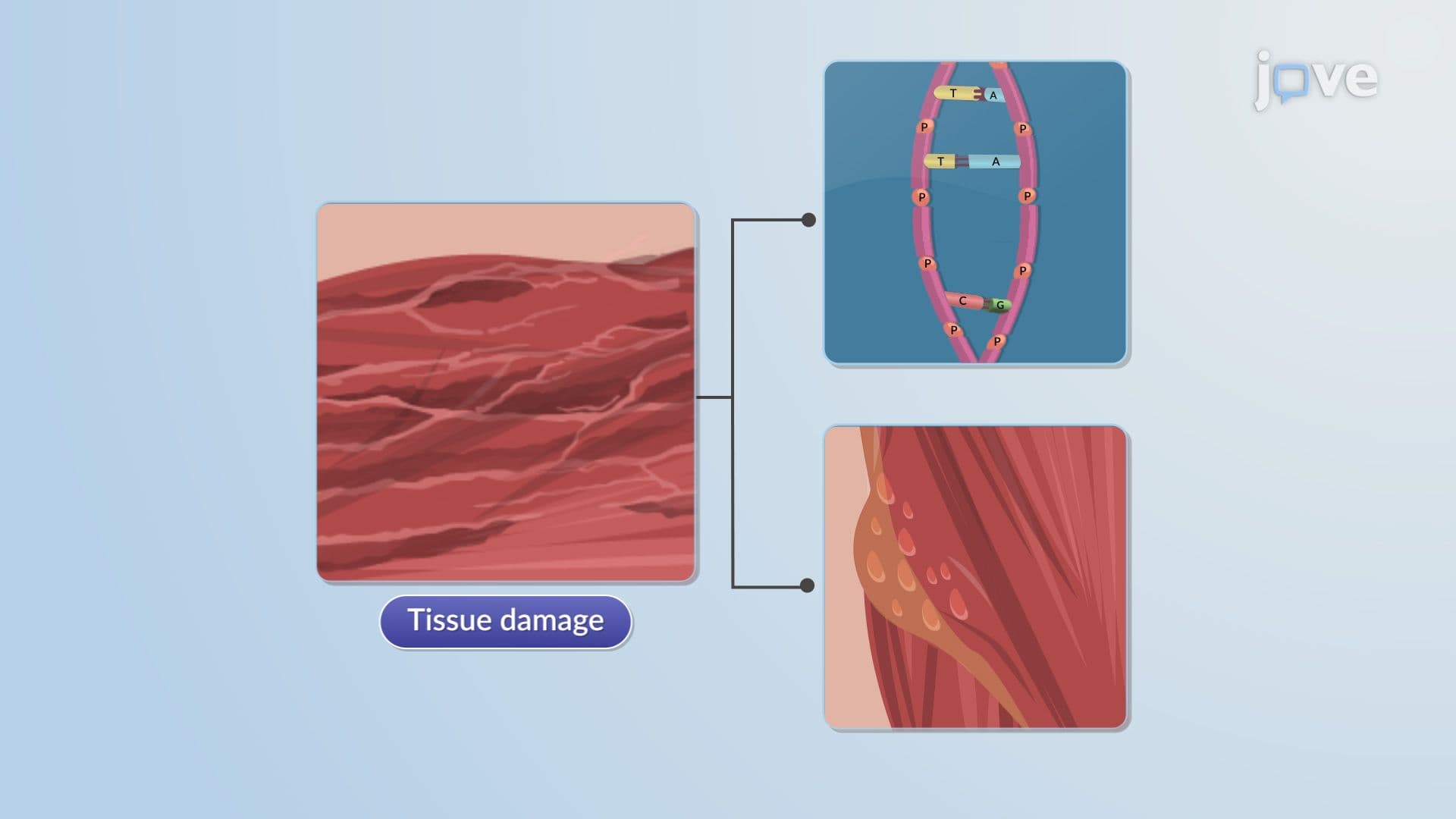 Bioactivation and Tissue Toxicity