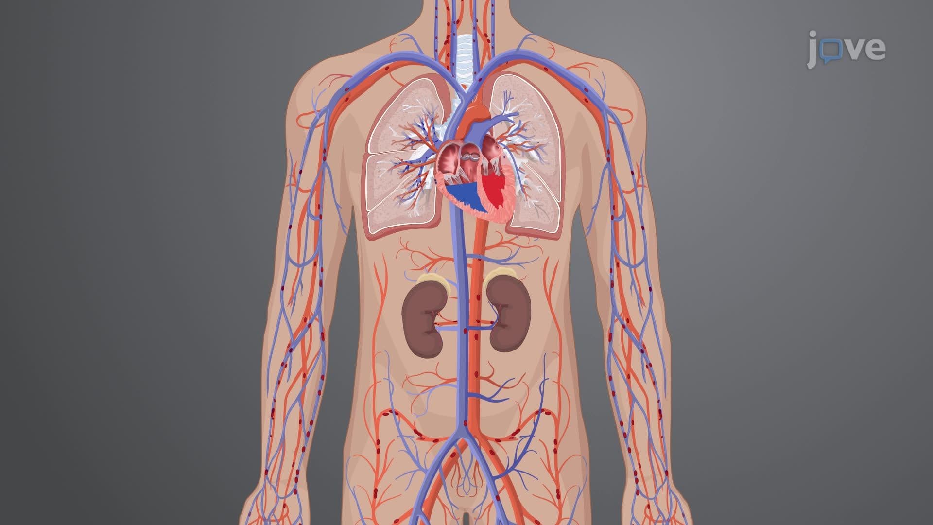 Physiology of the Genitourinary System I: Renal Blood Flow and Glomerular Filtration