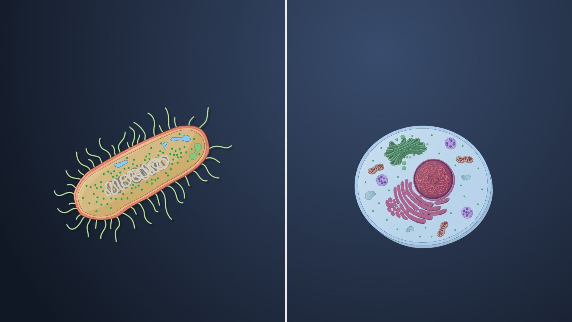 Prokaryotic vs. Eukaryotic Cells