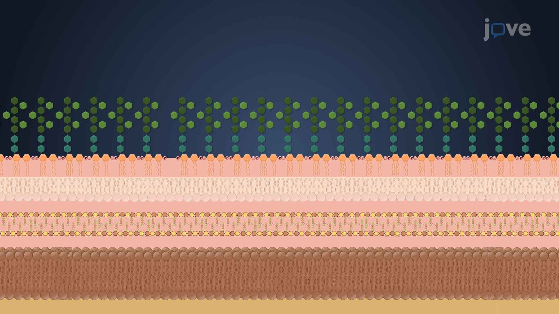 Bacterial Cell Wall
