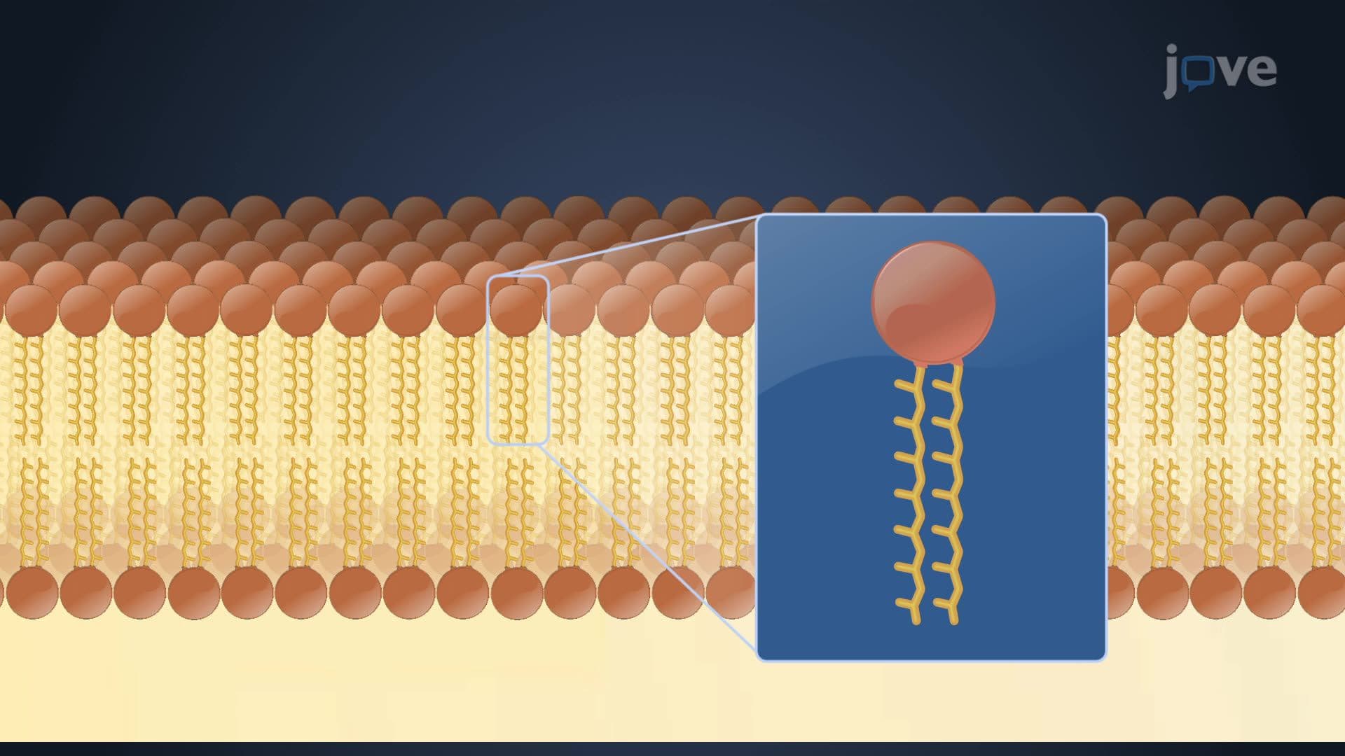 Plasma Membrane in Bacteria and Archaea