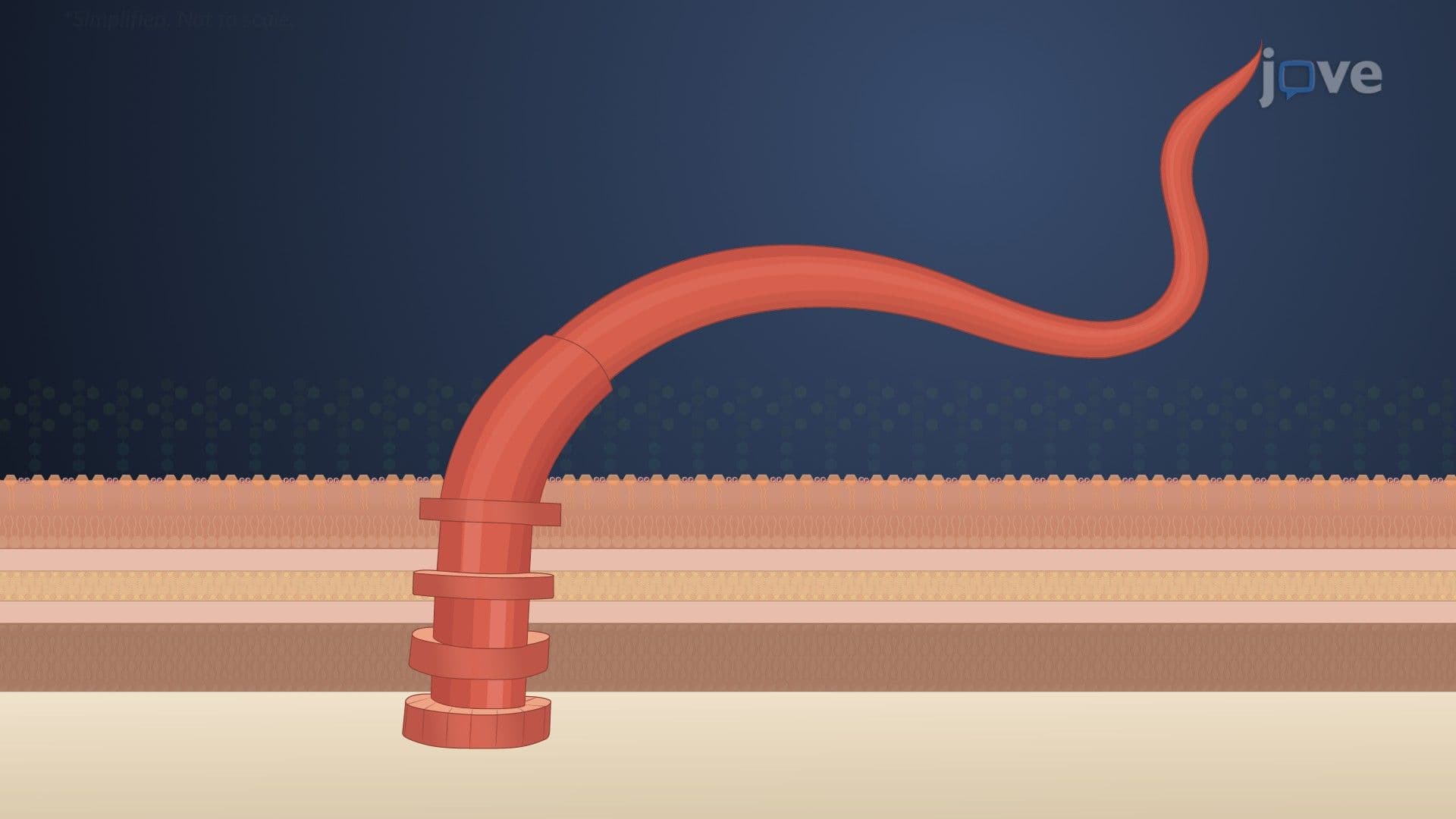 Flagella and Motility in Bacteria