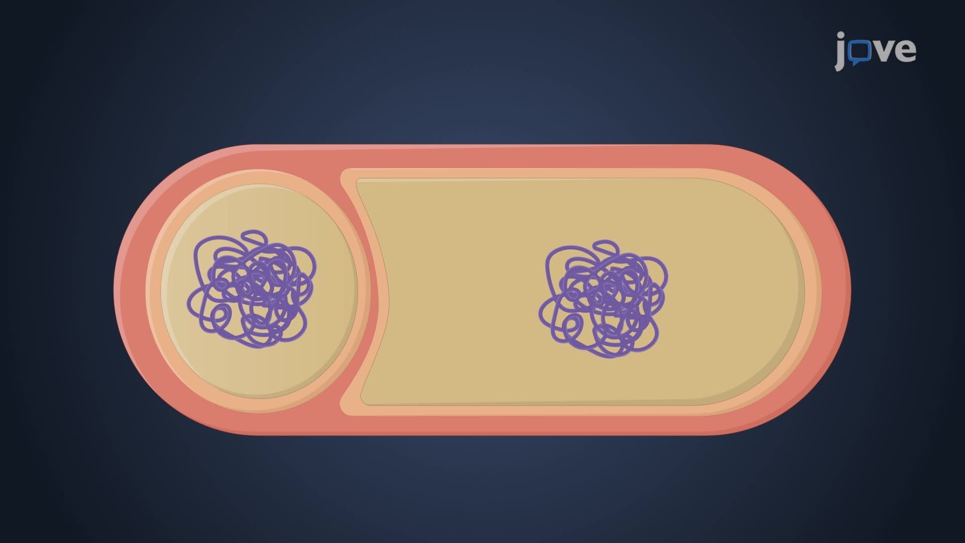 Endospores and Sporulation