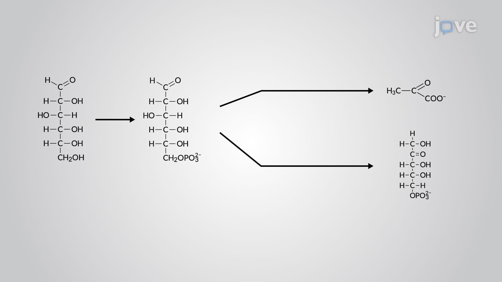 Other Glycolytic Pathways