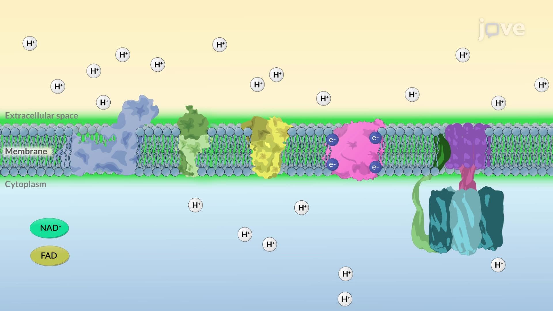 Cellular Respiration