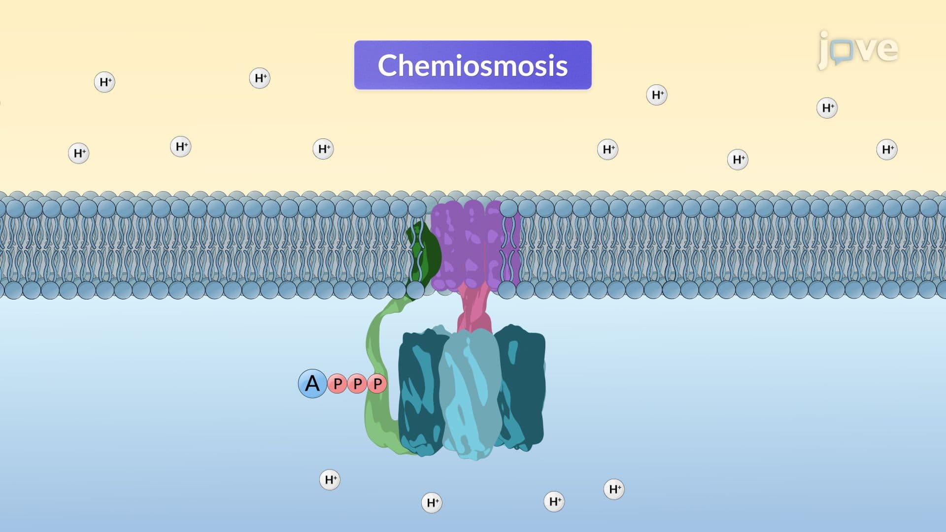 Chemiosmosis and ATP Synthesis