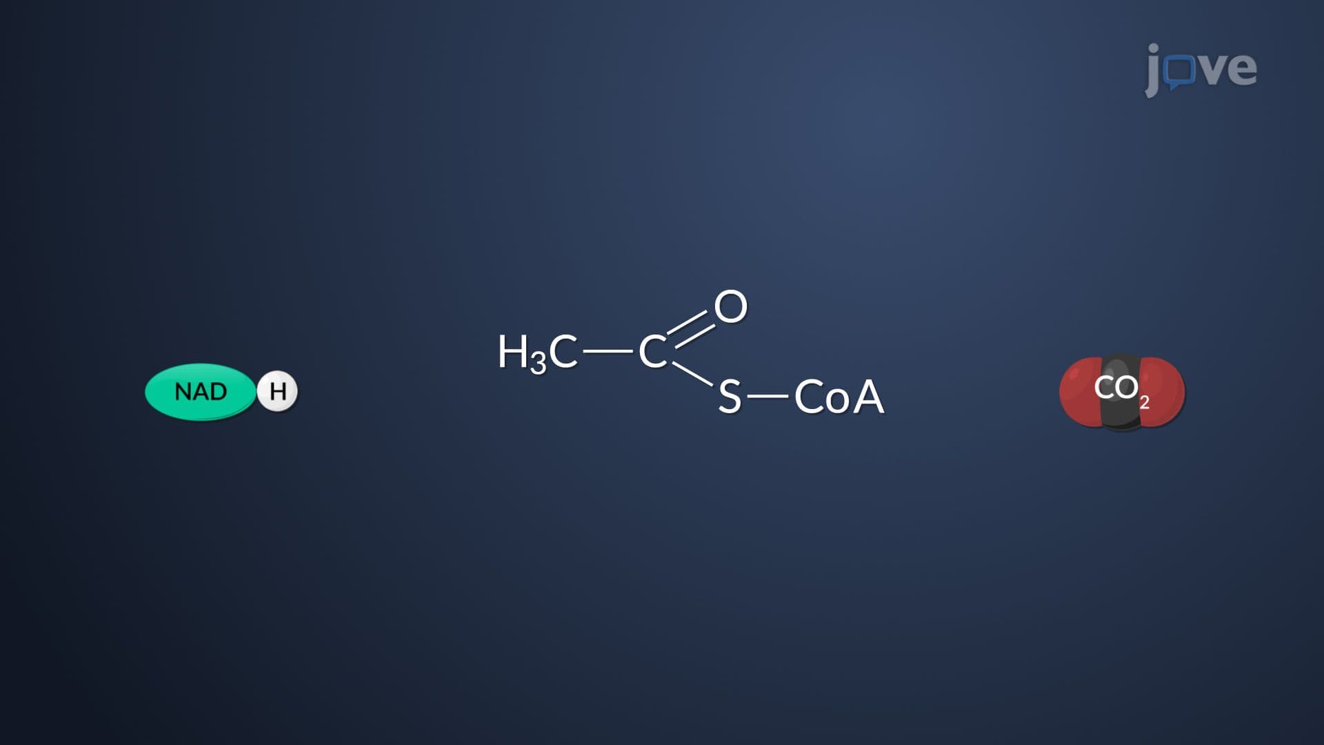 Respiration Pathways
