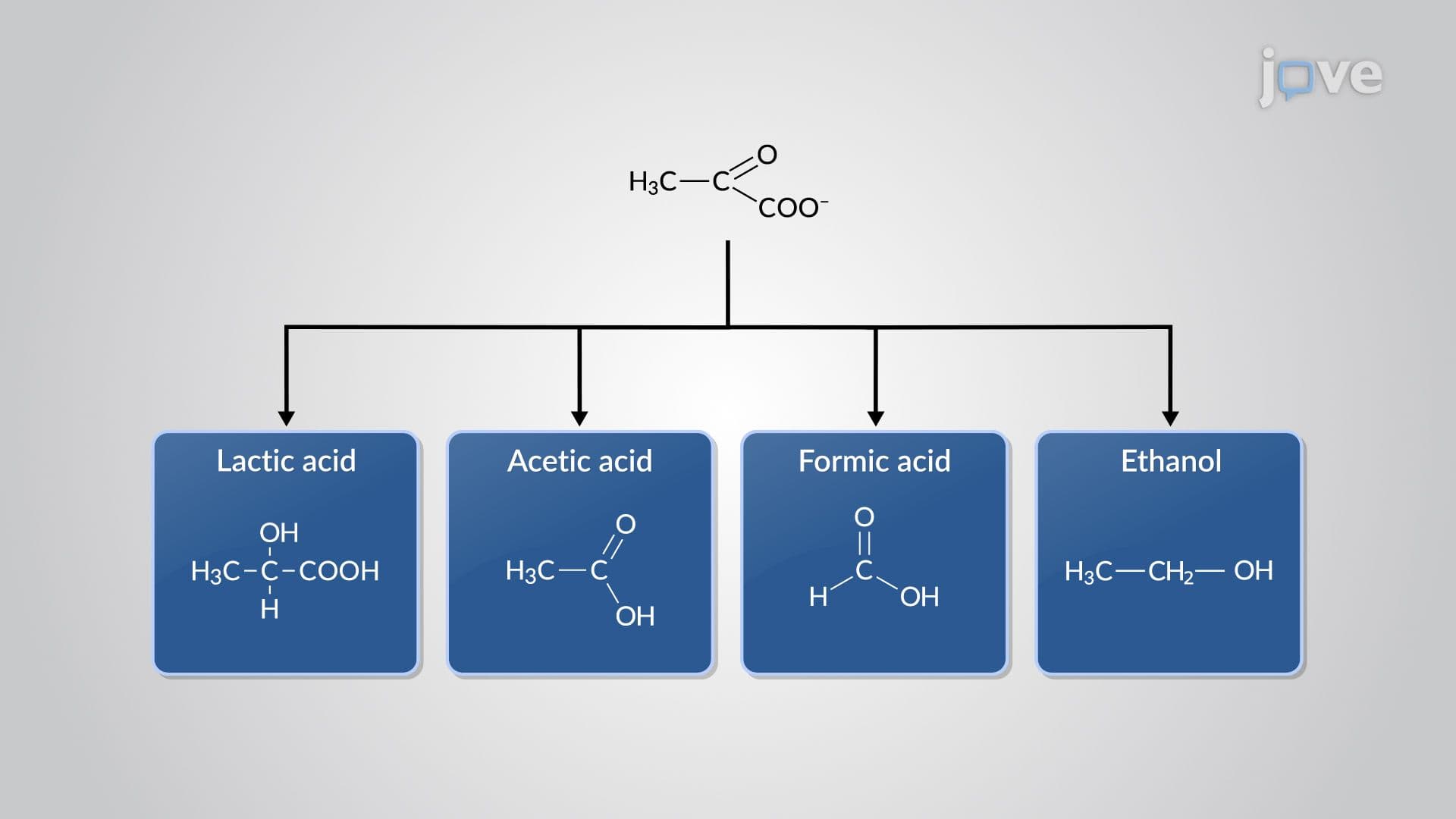 Microbial Fermentation