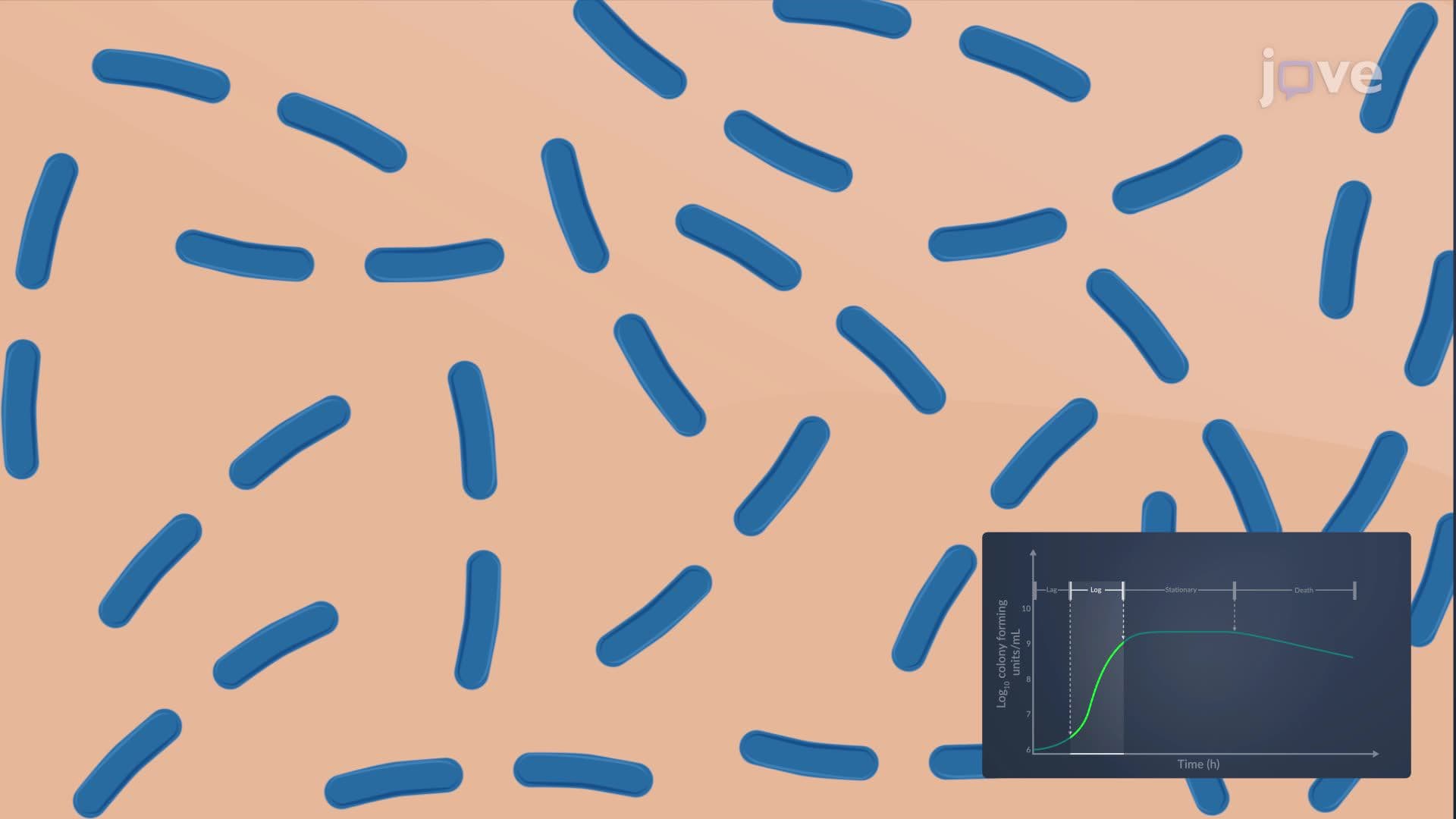 Bacterial Growth Curve