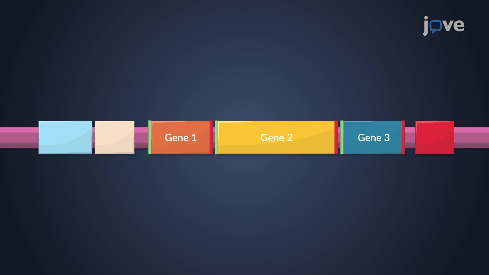 Prokaryotic Gene Structure and Organization