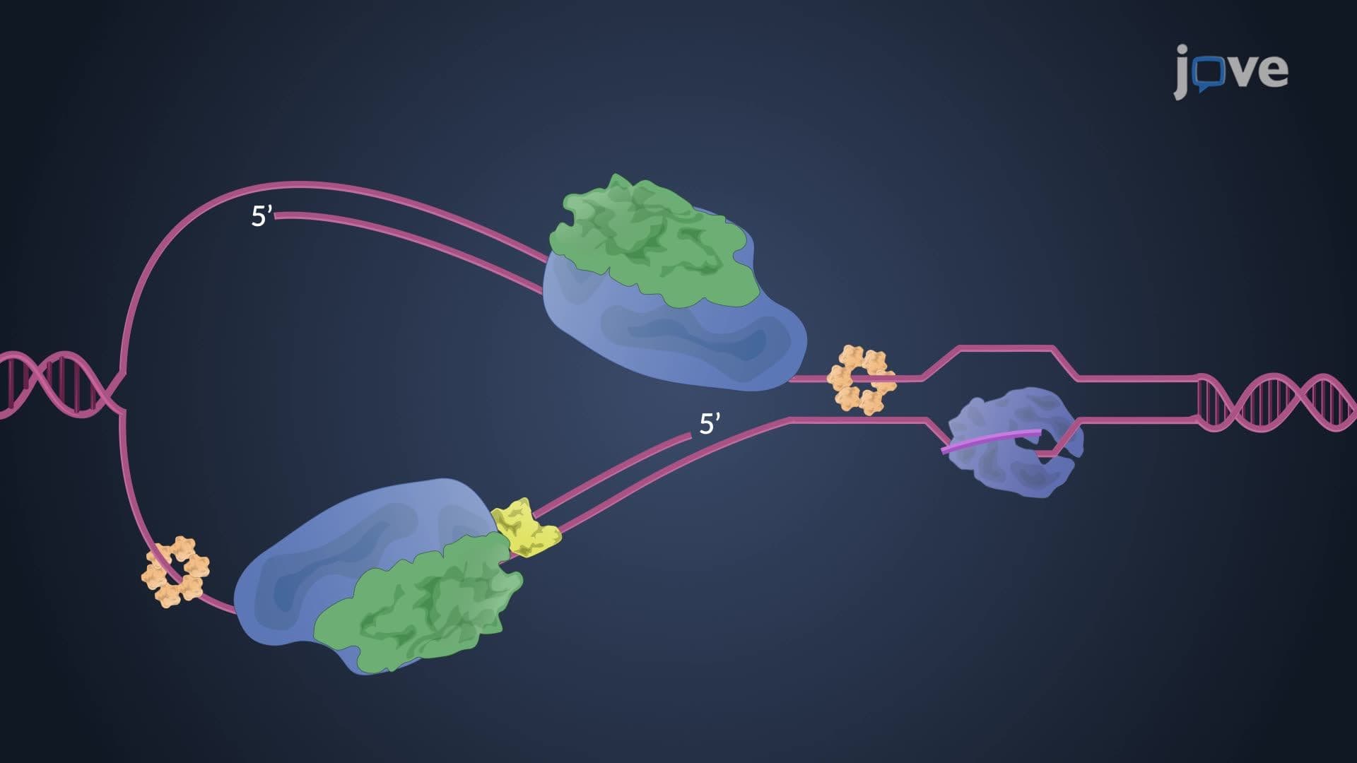 Coordination of Gene Expression Processes in Bacteria