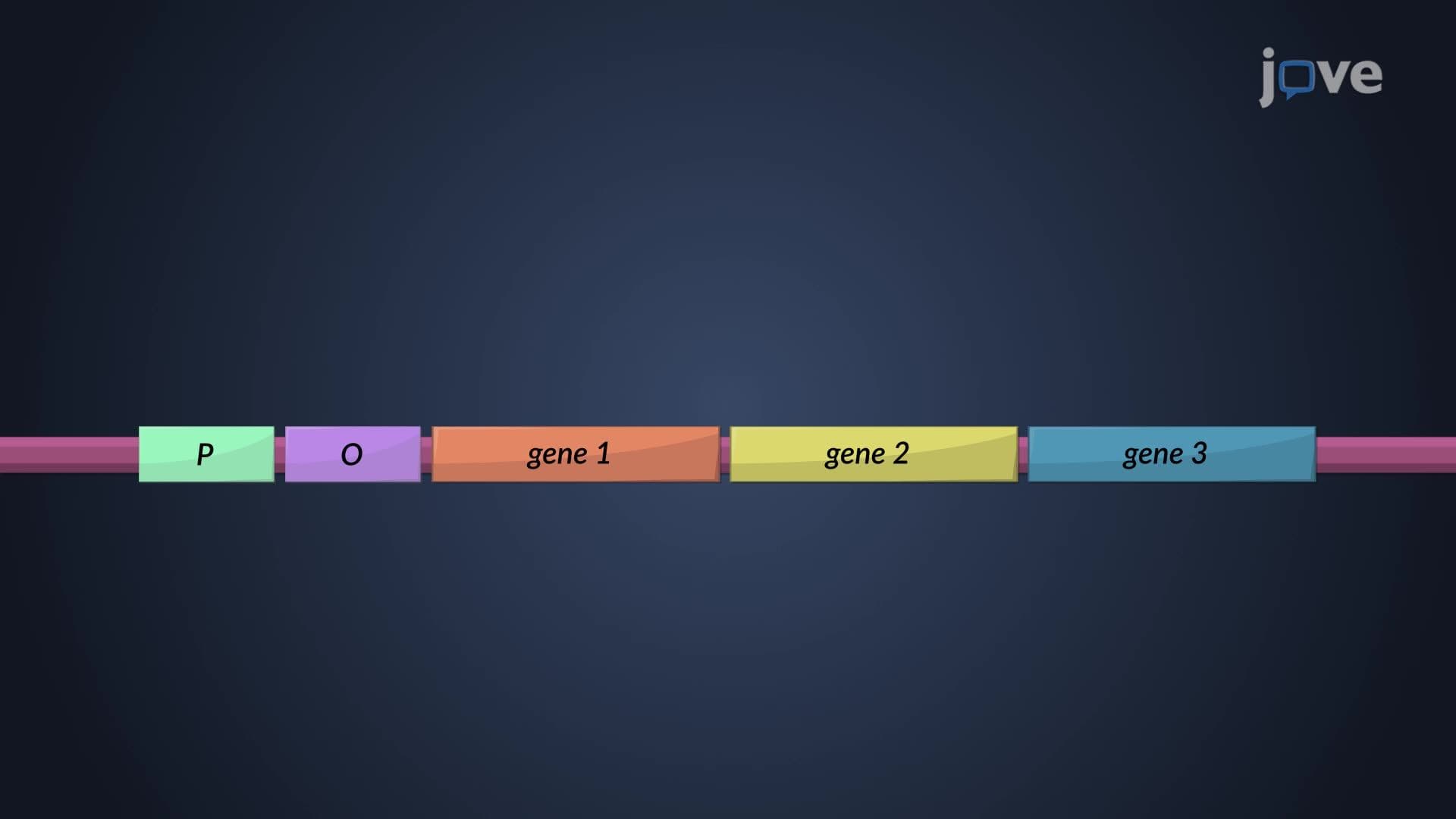 Operon Model