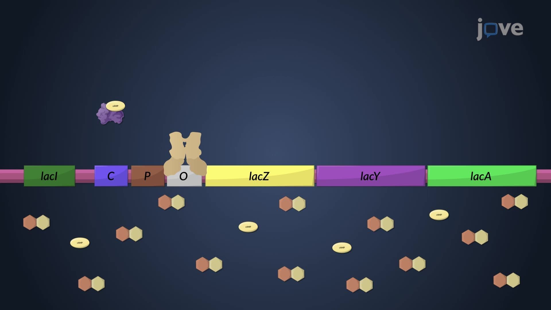 Inducible Operons: lac Operon
