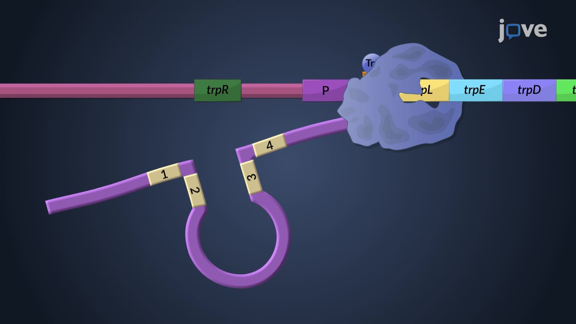 Repressible Operon: trp Operon