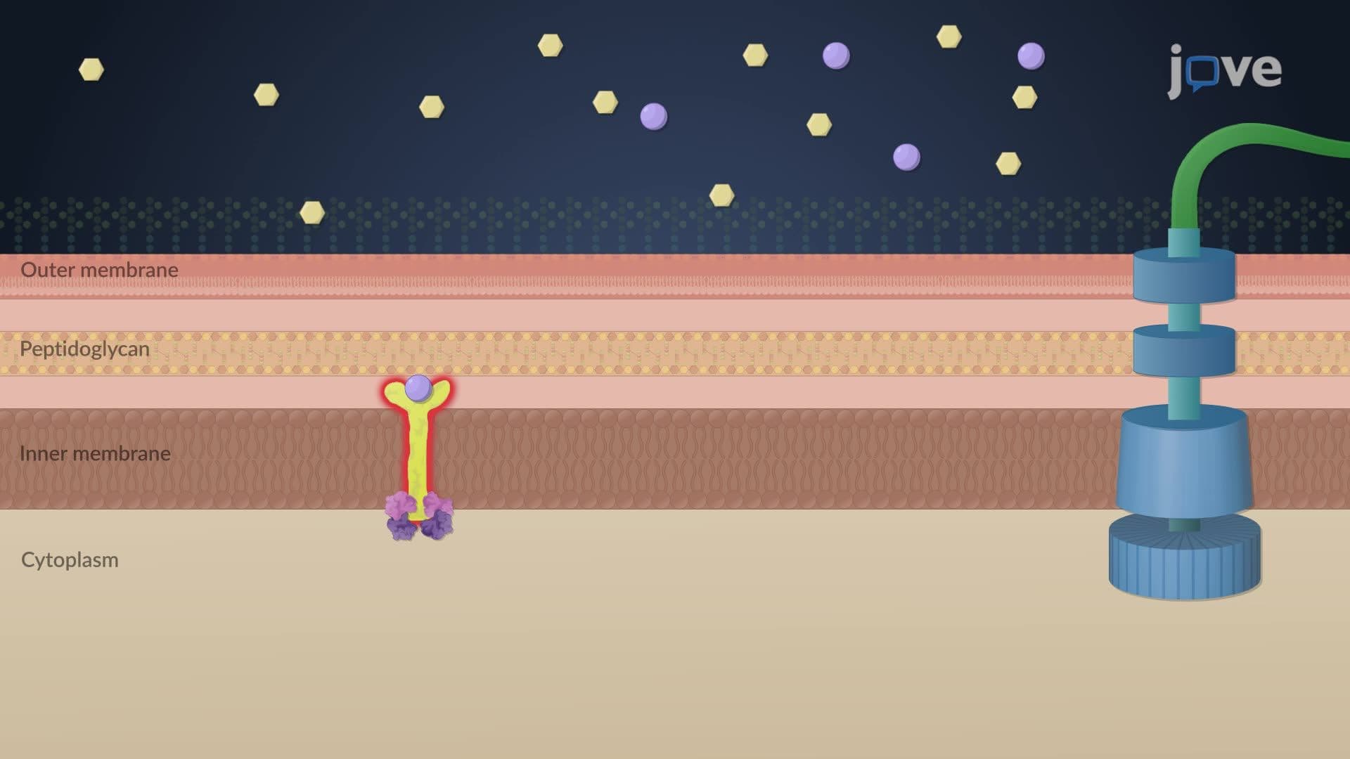 Chemotaxis in E. coli