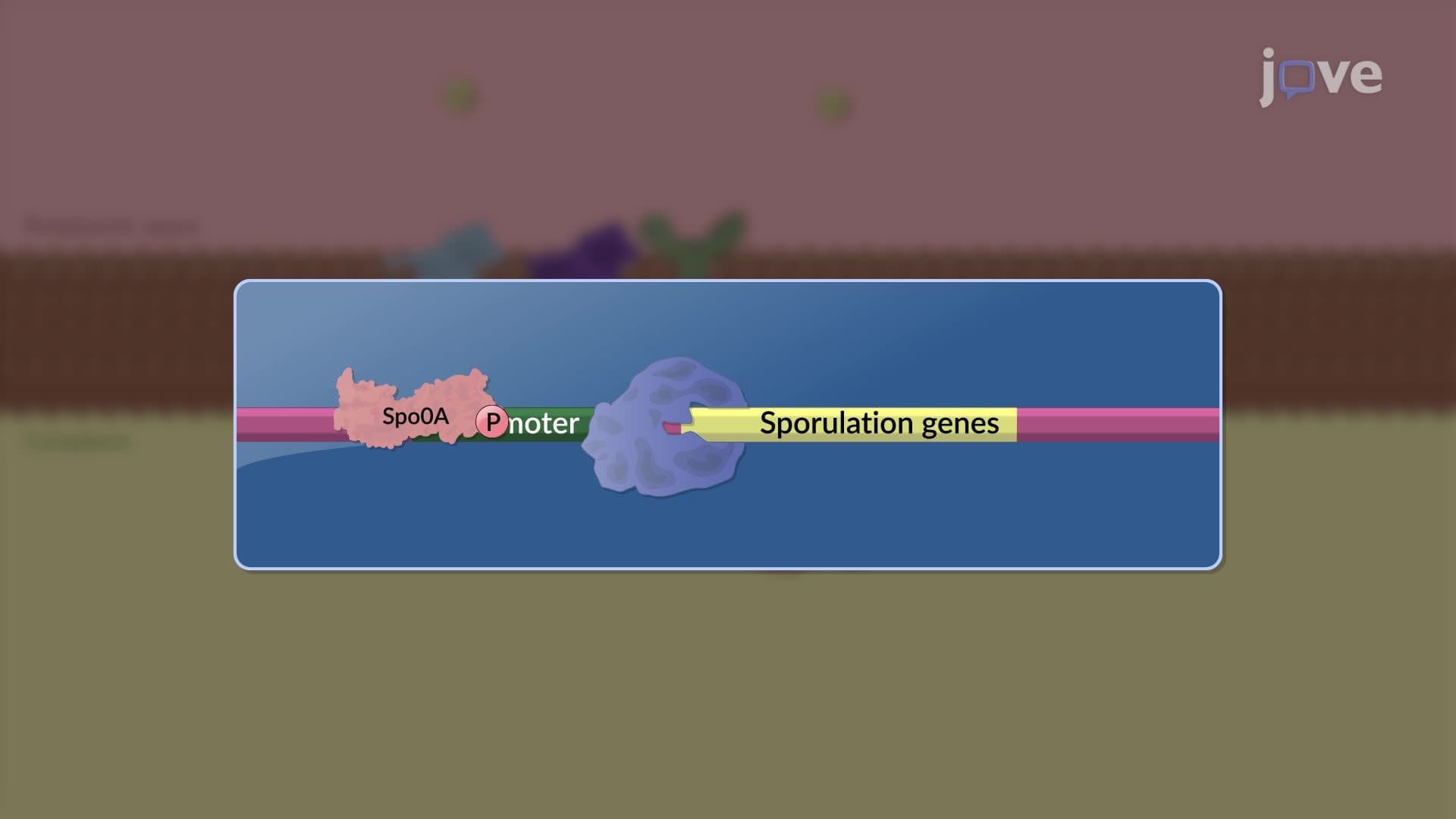 Gene Regulation During Sporulation