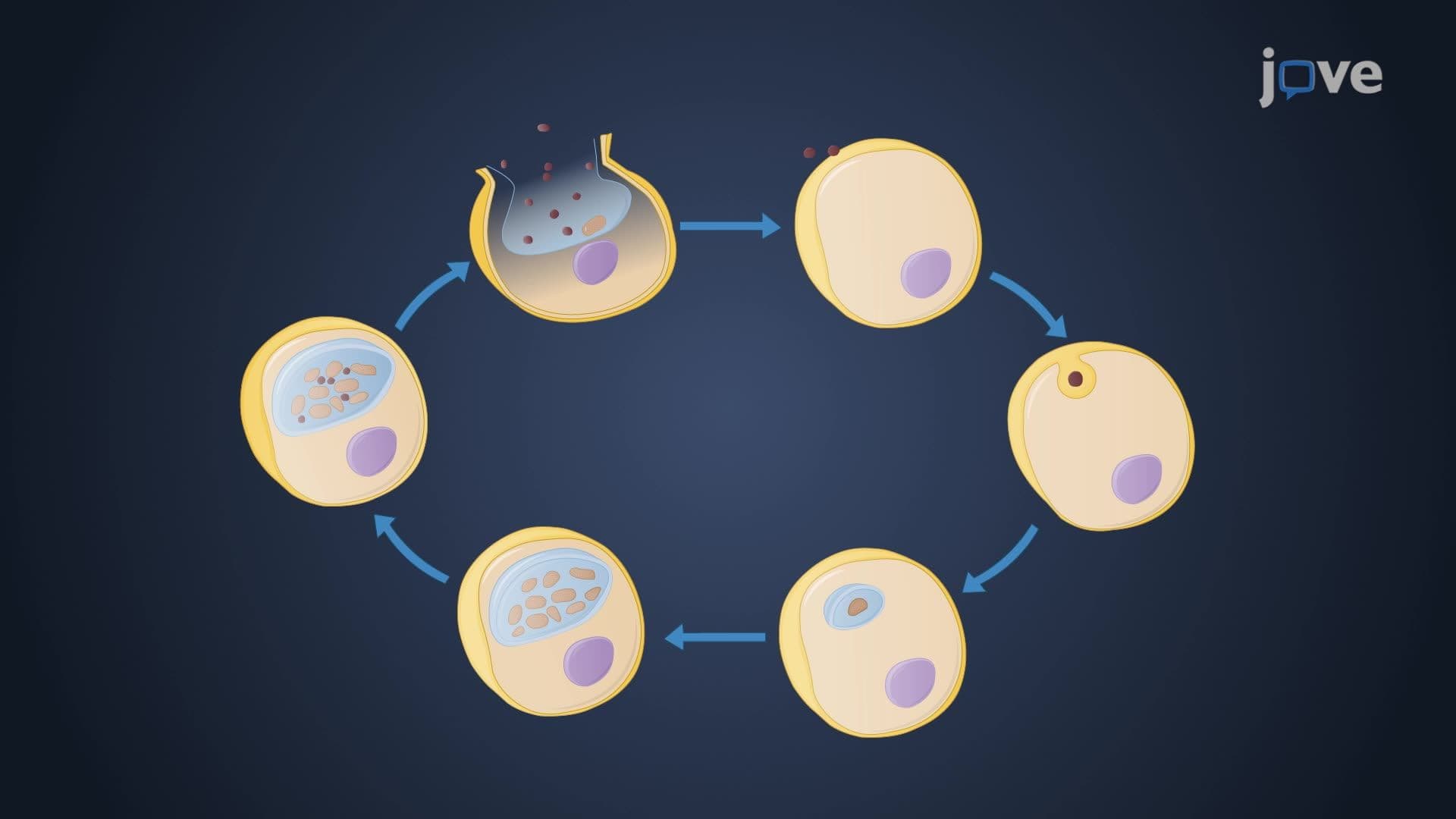 Bacterial Phylum Chlamydiae
