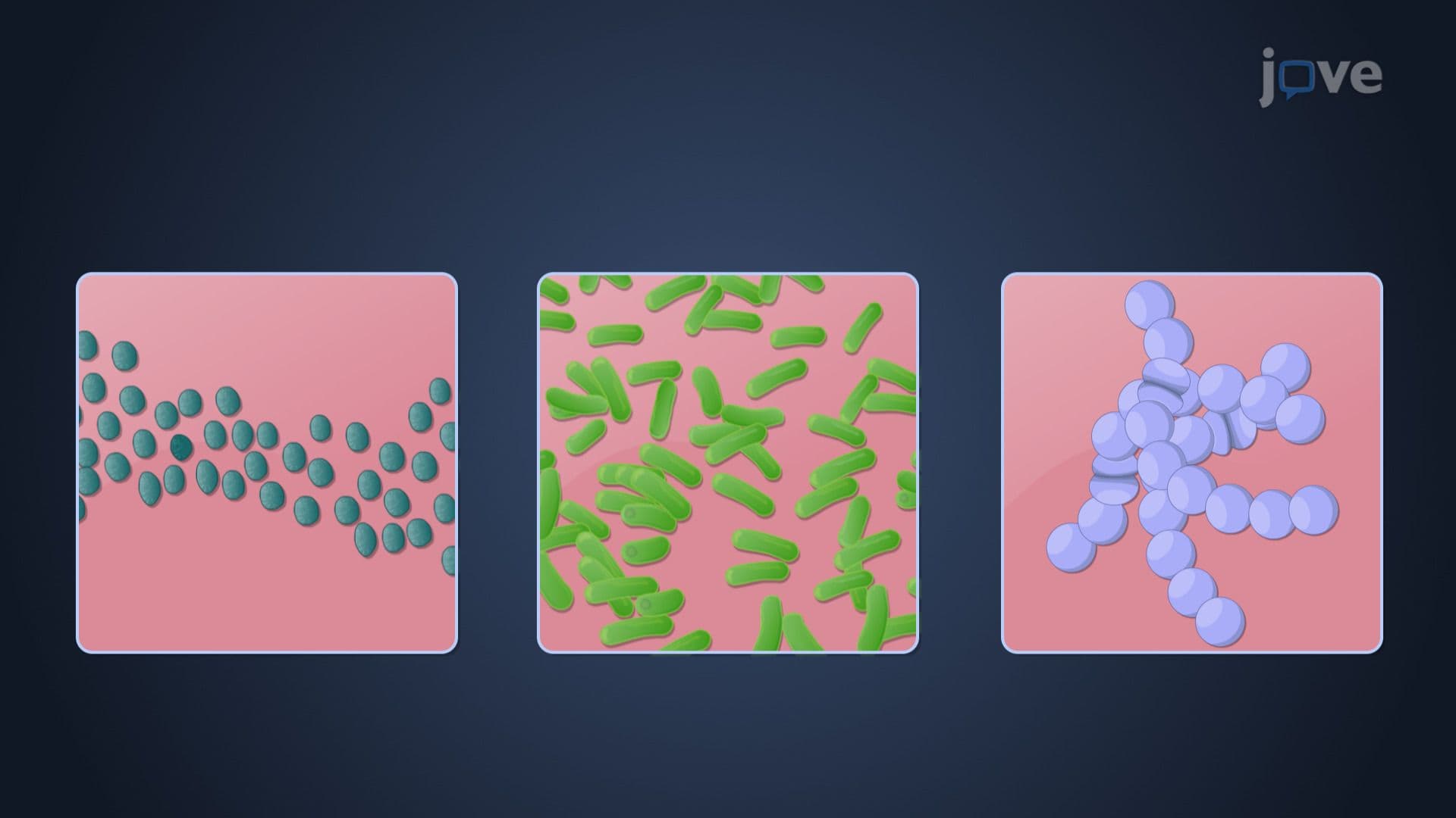 Bacterial Phylum Firmicutes