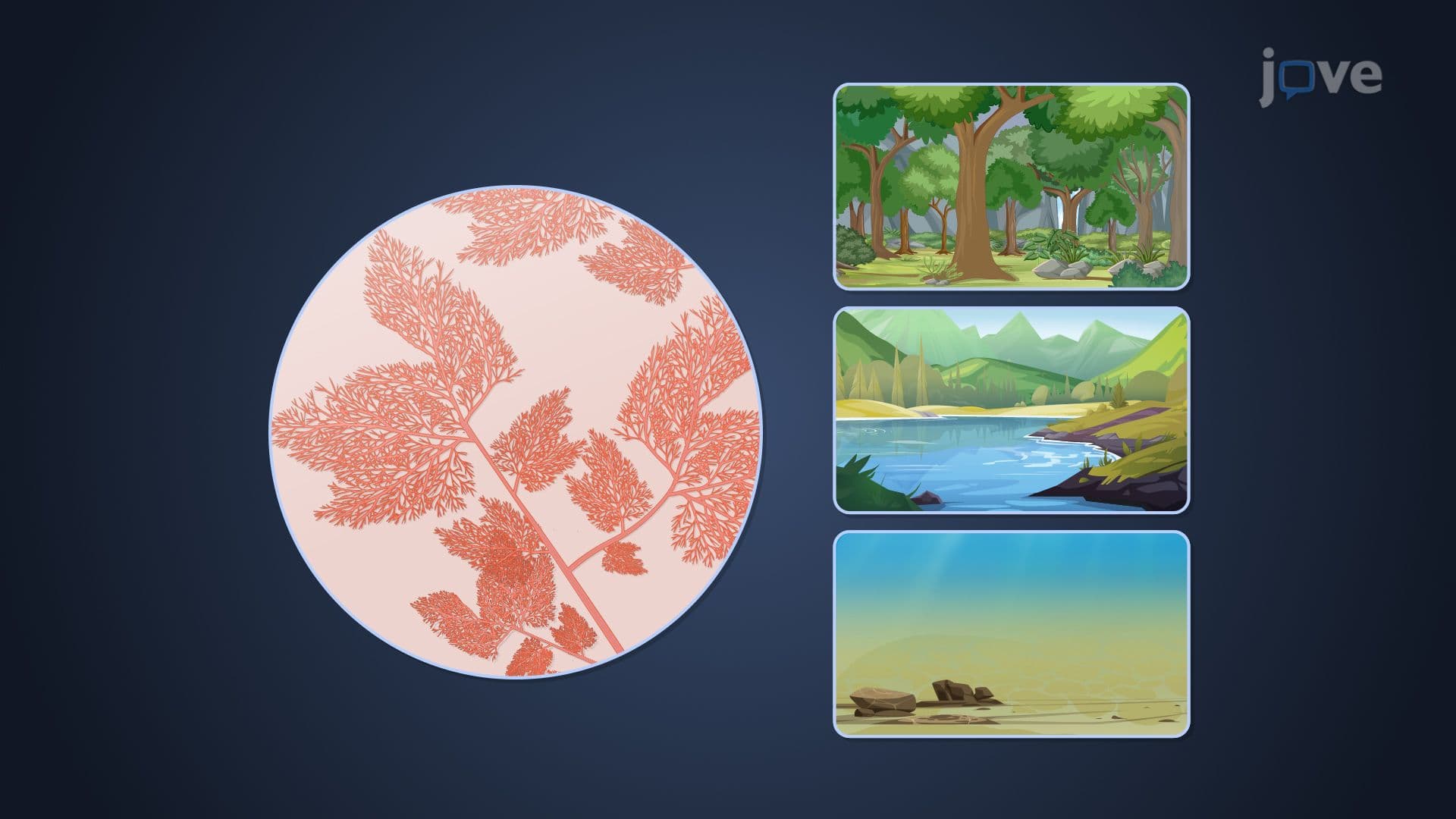 Red Algae
