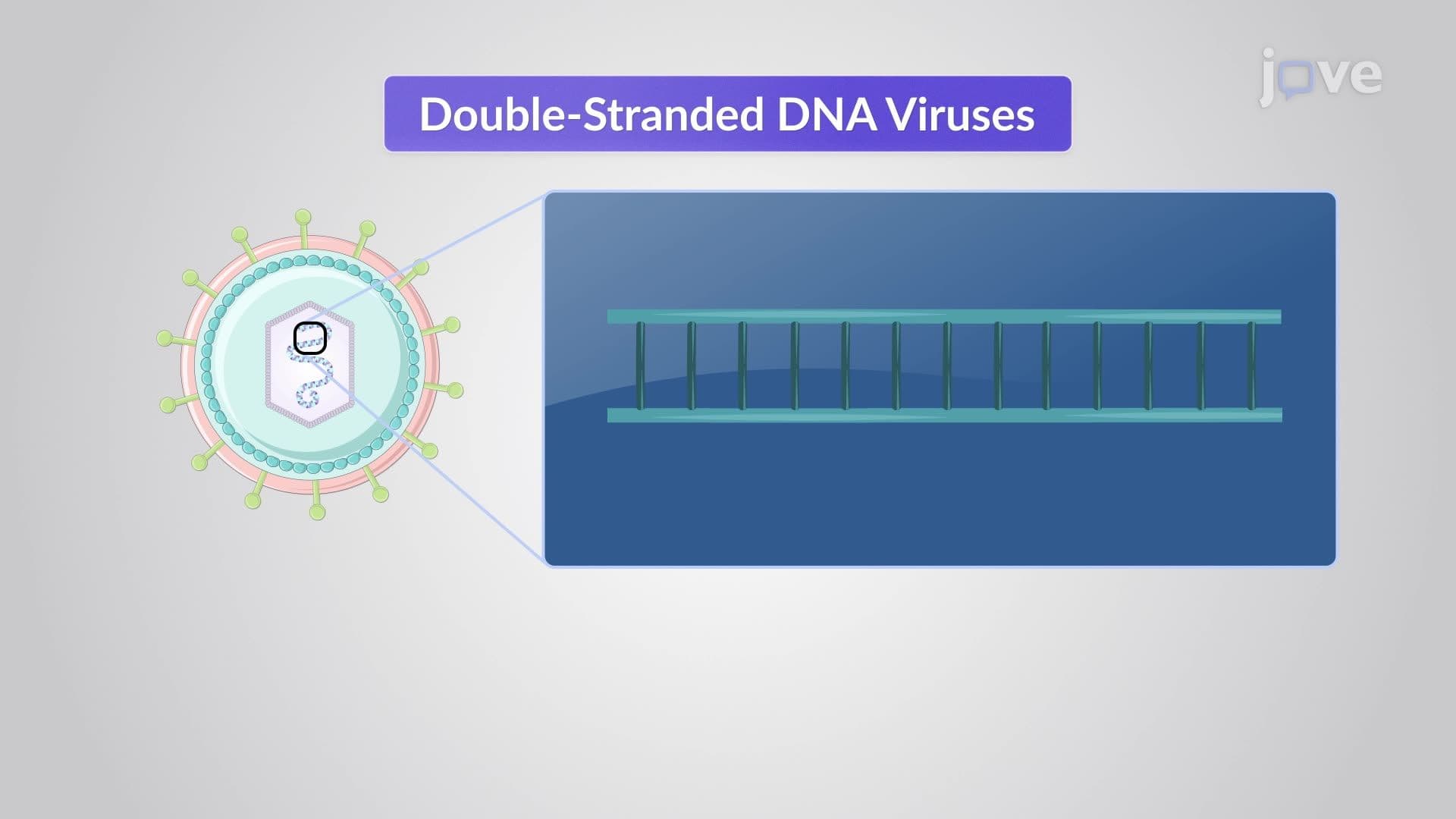 Size and Structure of Viral Genomes