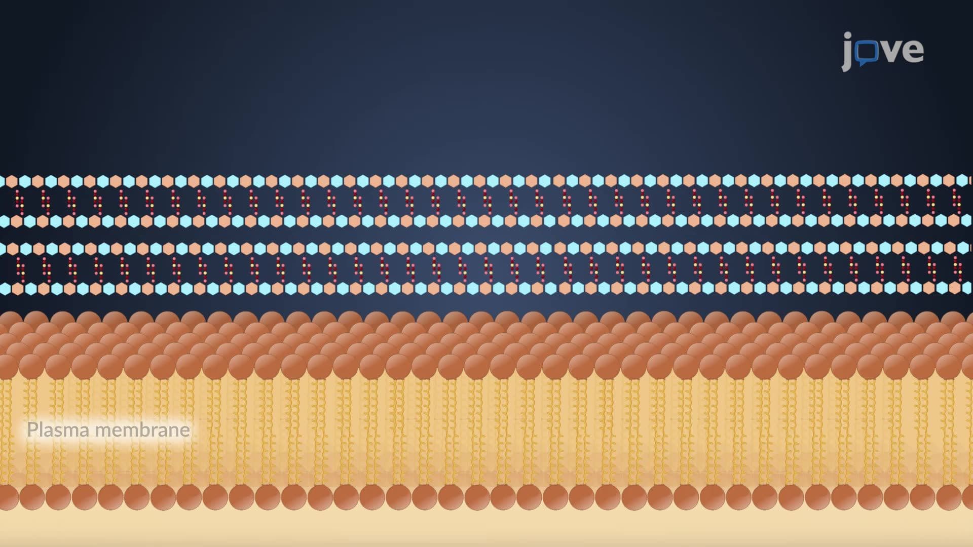 Archaeal Cell Wall