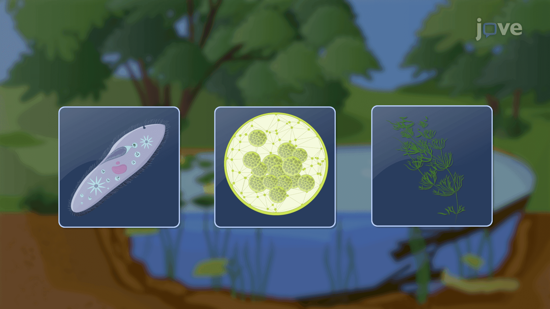 Overview of Protists