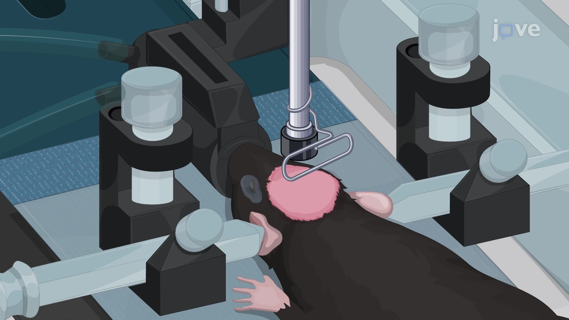 Modeling Repetitive Concussive Head Injuries in a Mouse Model