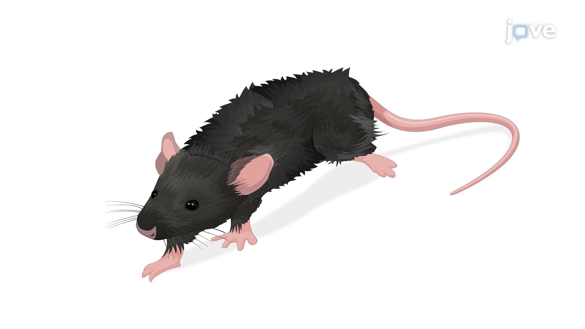 Induction and Evaluation of Depression in Mice Through Chronic Stress Exposure