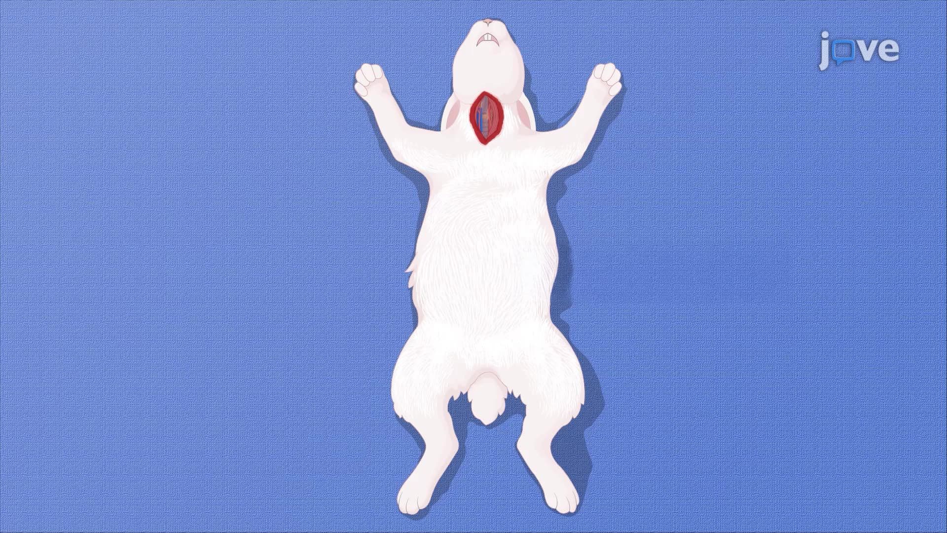 Developing an Experimental Aneurysm Model in a Rabbit Using an Elastase-Treated Vessel Pouch