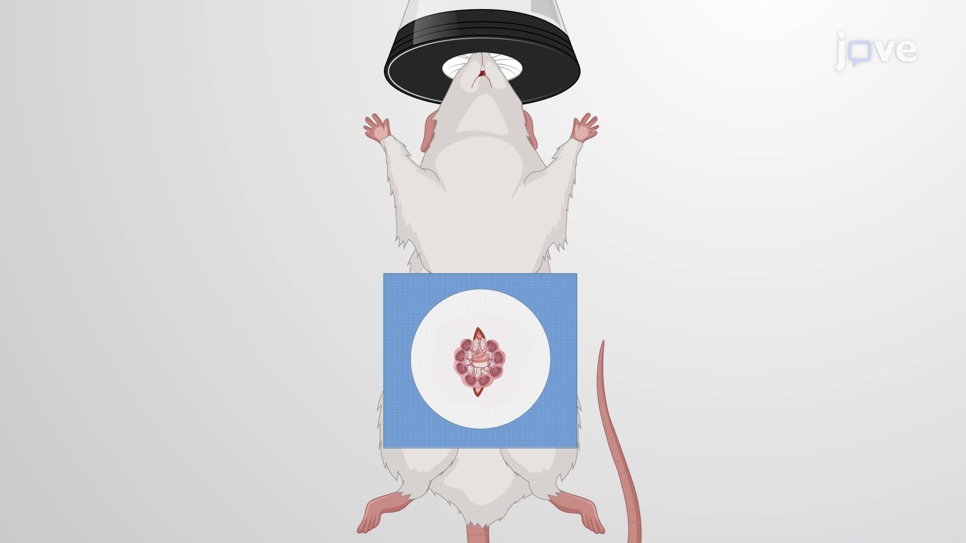 Inducing Hypoxic-Ischemic and Inflammatory Conditions to Model Encephalopathy in Prenatal Rats