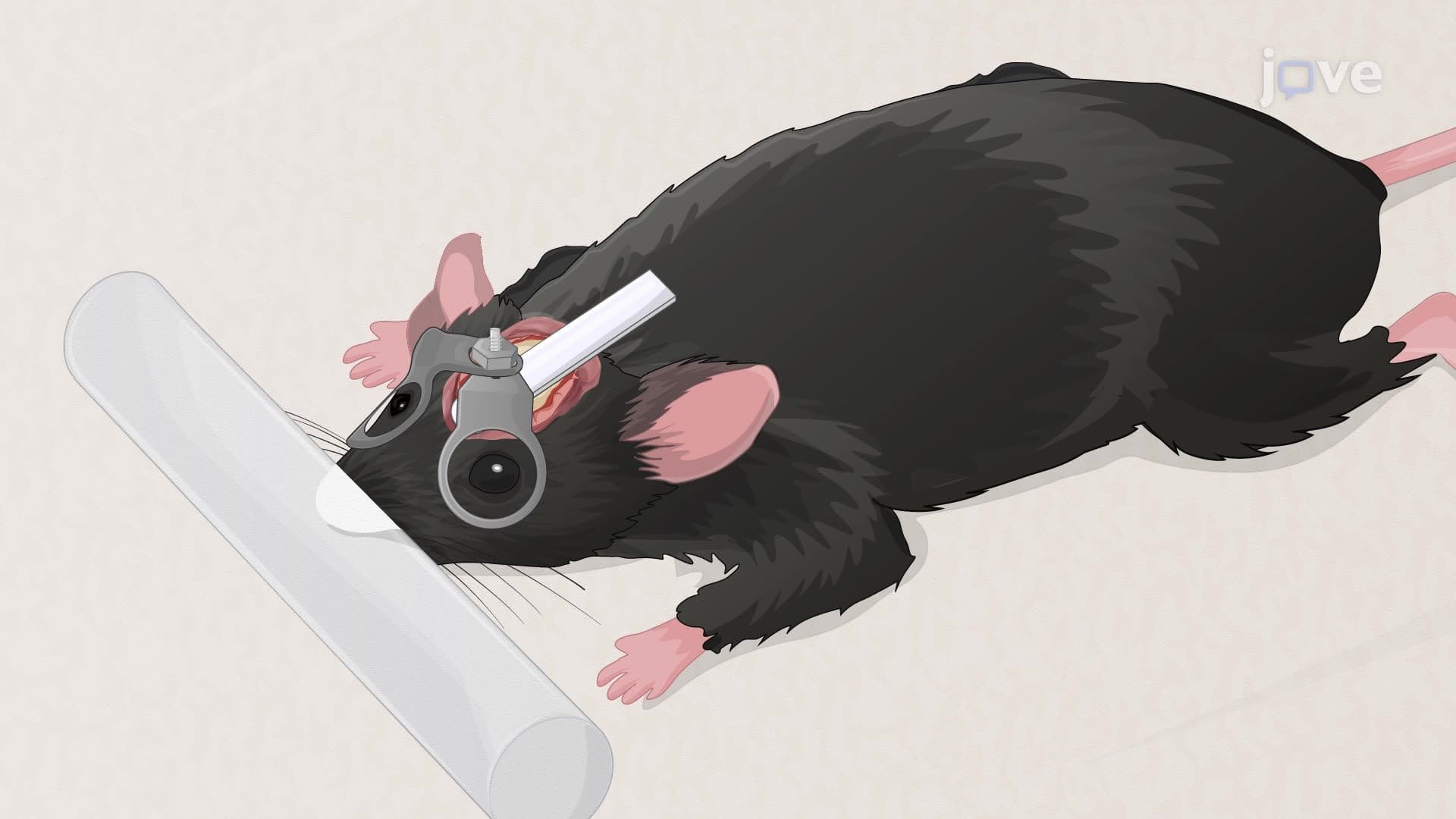 Developing Myopia in a Mouse Model Through Lens-Induced Defocusing