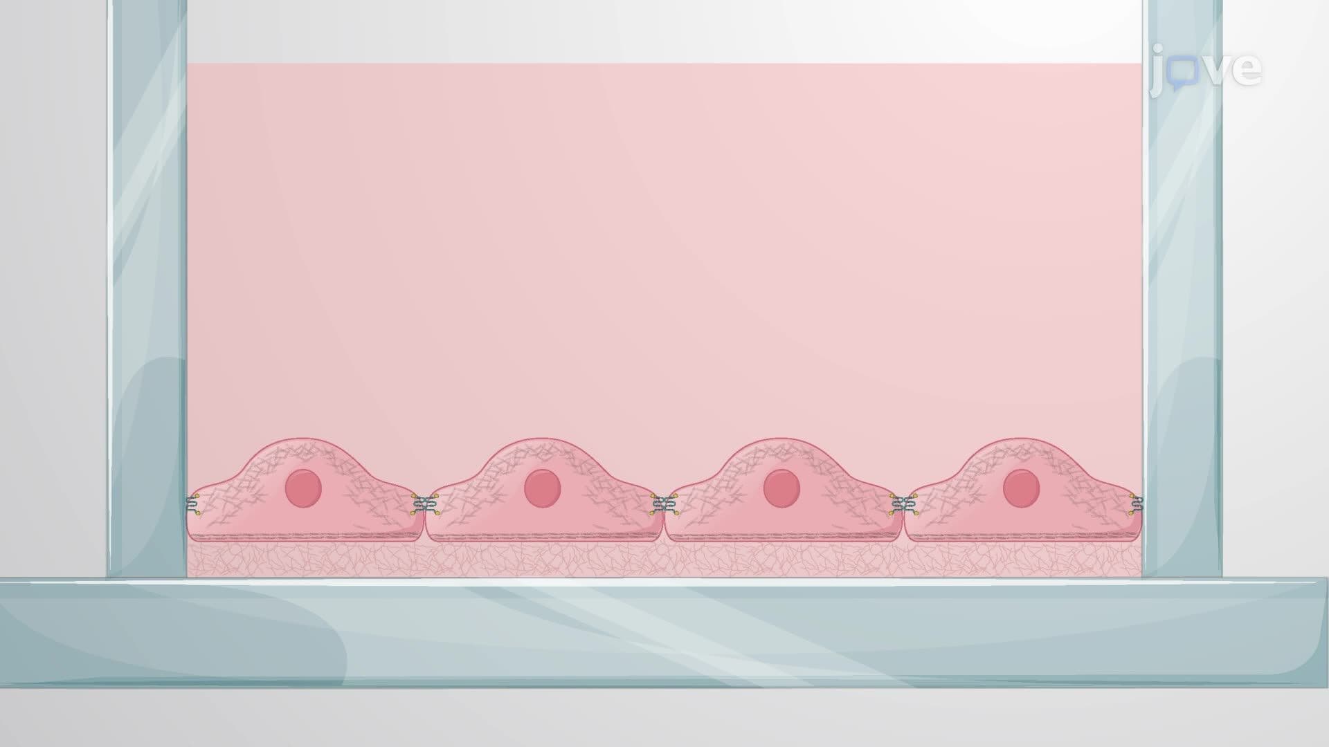 Impact of Oxygen-Glucose Deprivation and Reoxygenation on Cell-Cell Interactions