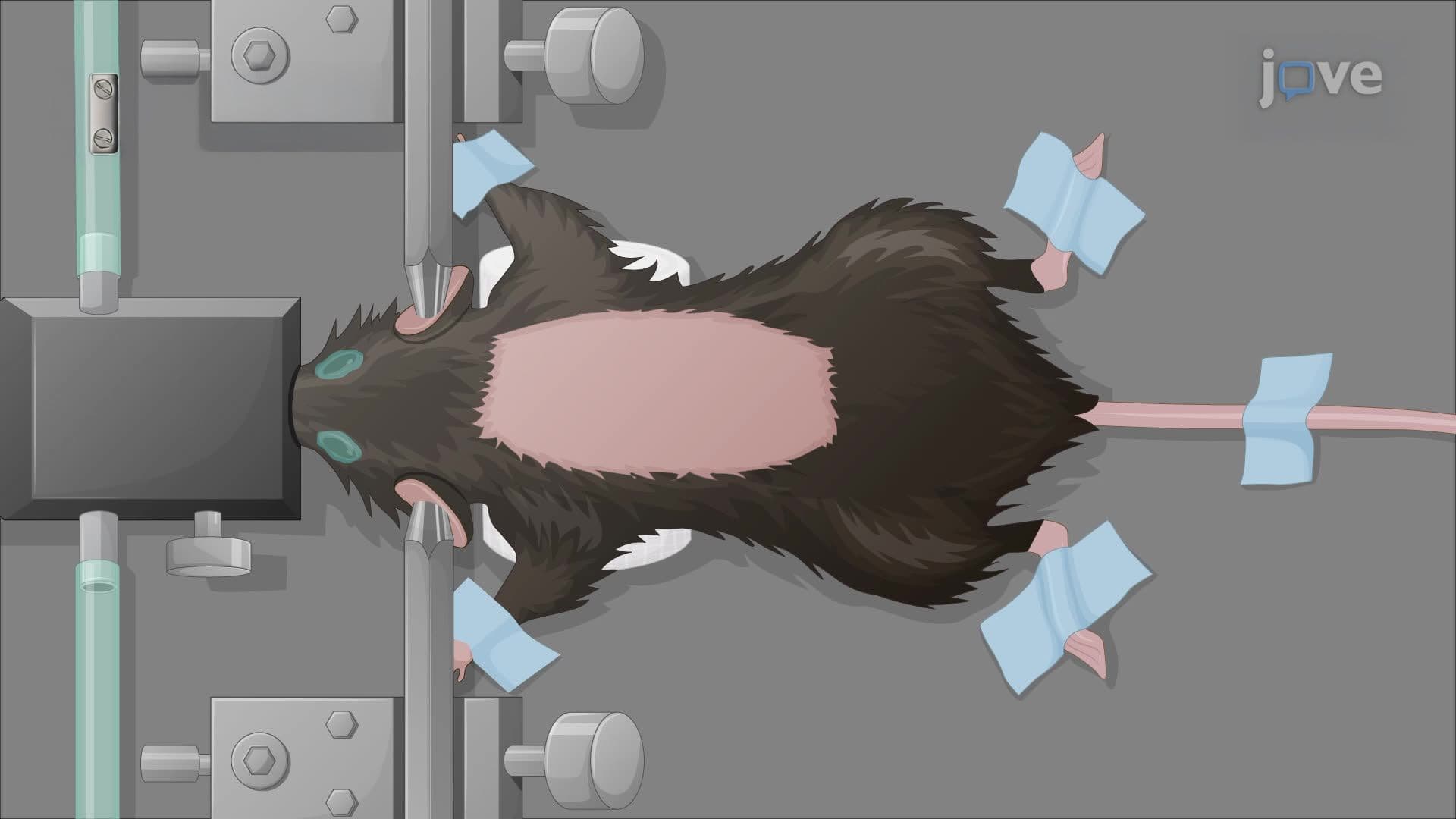 A Minimal Spinal Cord Injury Model to Study Neural Stem Cell Activation and Migration