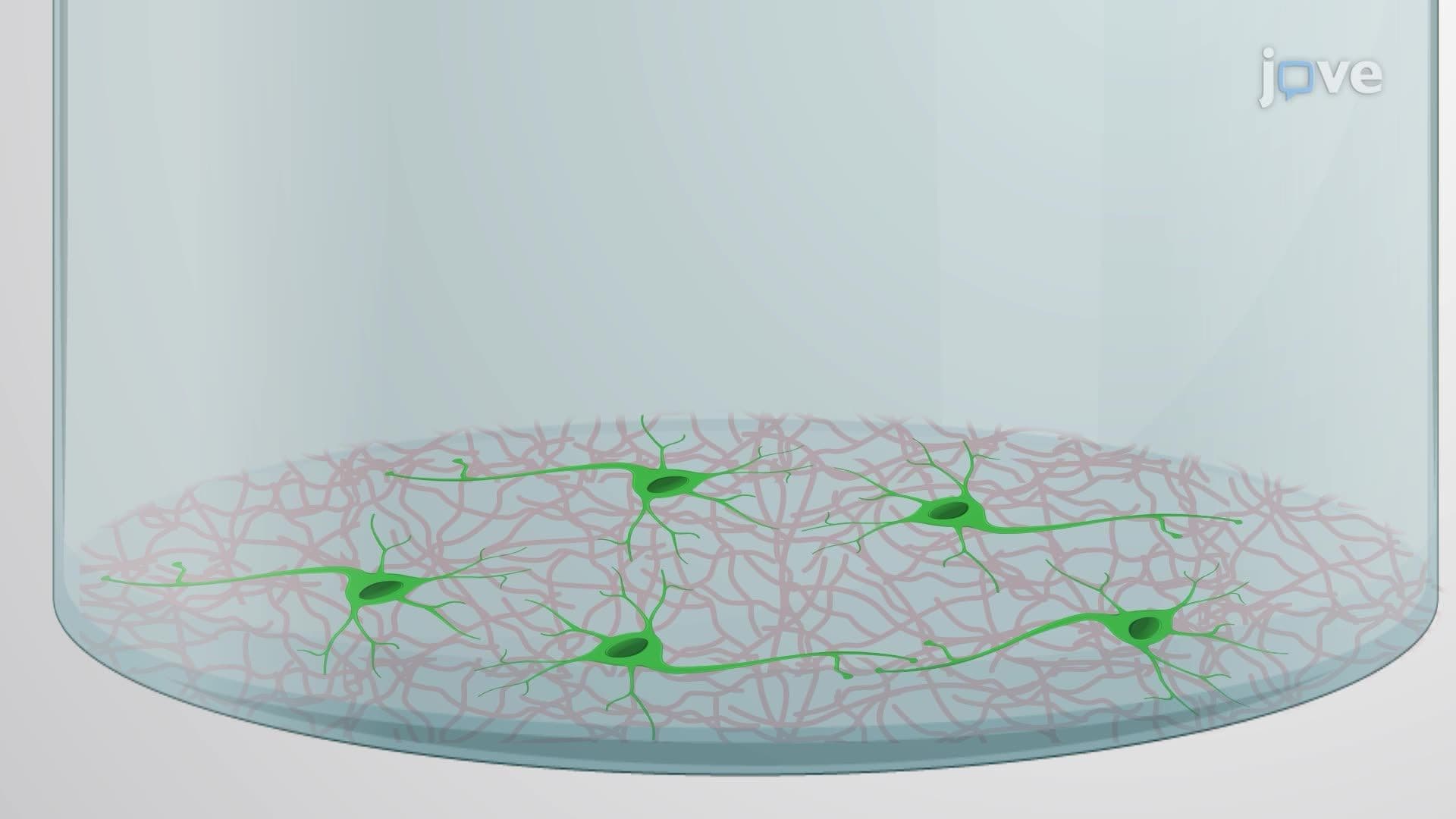 Transmission Electron Microscopic Imaging of Synaptic Vesicle Endocytosis in Mouse Hippocampal Neurons