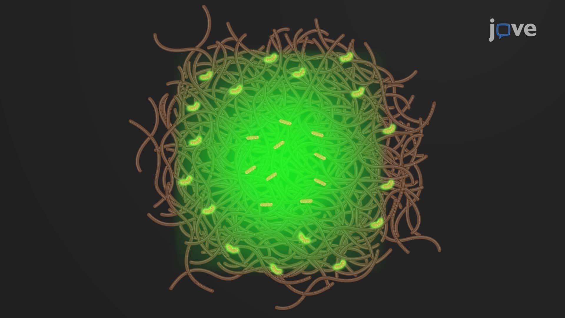 Analyzing Amyloid Structures in a Tissue Section Using Fluorescence Lifetime Imaging Microscopy