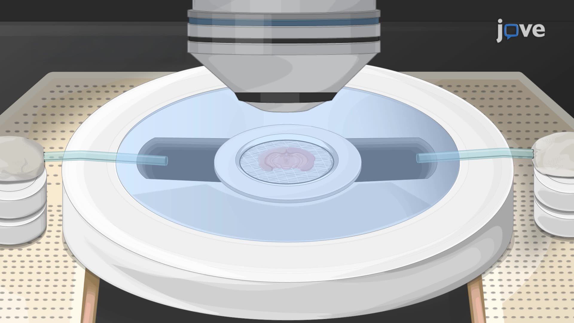 Two-Photon Microscopy for Studying Microglial Process Attraction Toward a Compound in a Mouse Brain Slice