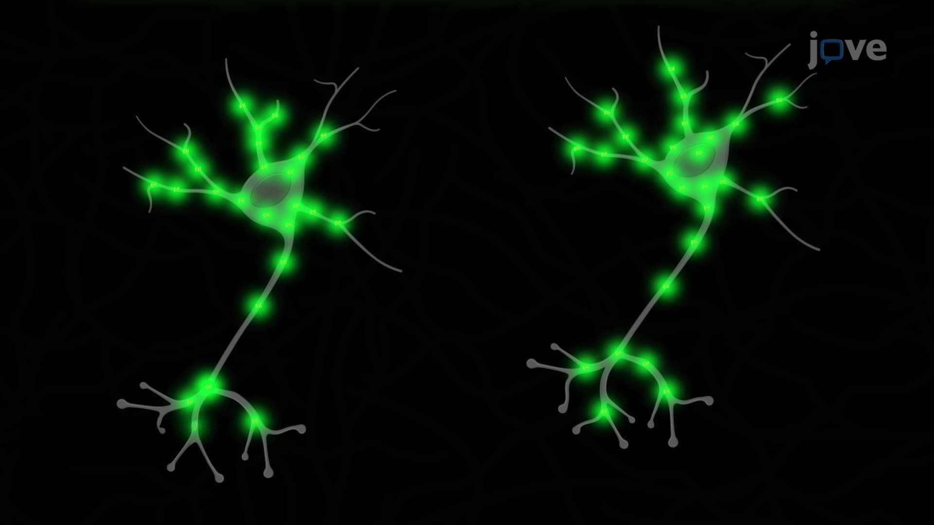 Longitudinal Two-Photon Imaging of Fluorescently Labeled Neurons in a Live Mouse Hippocampus