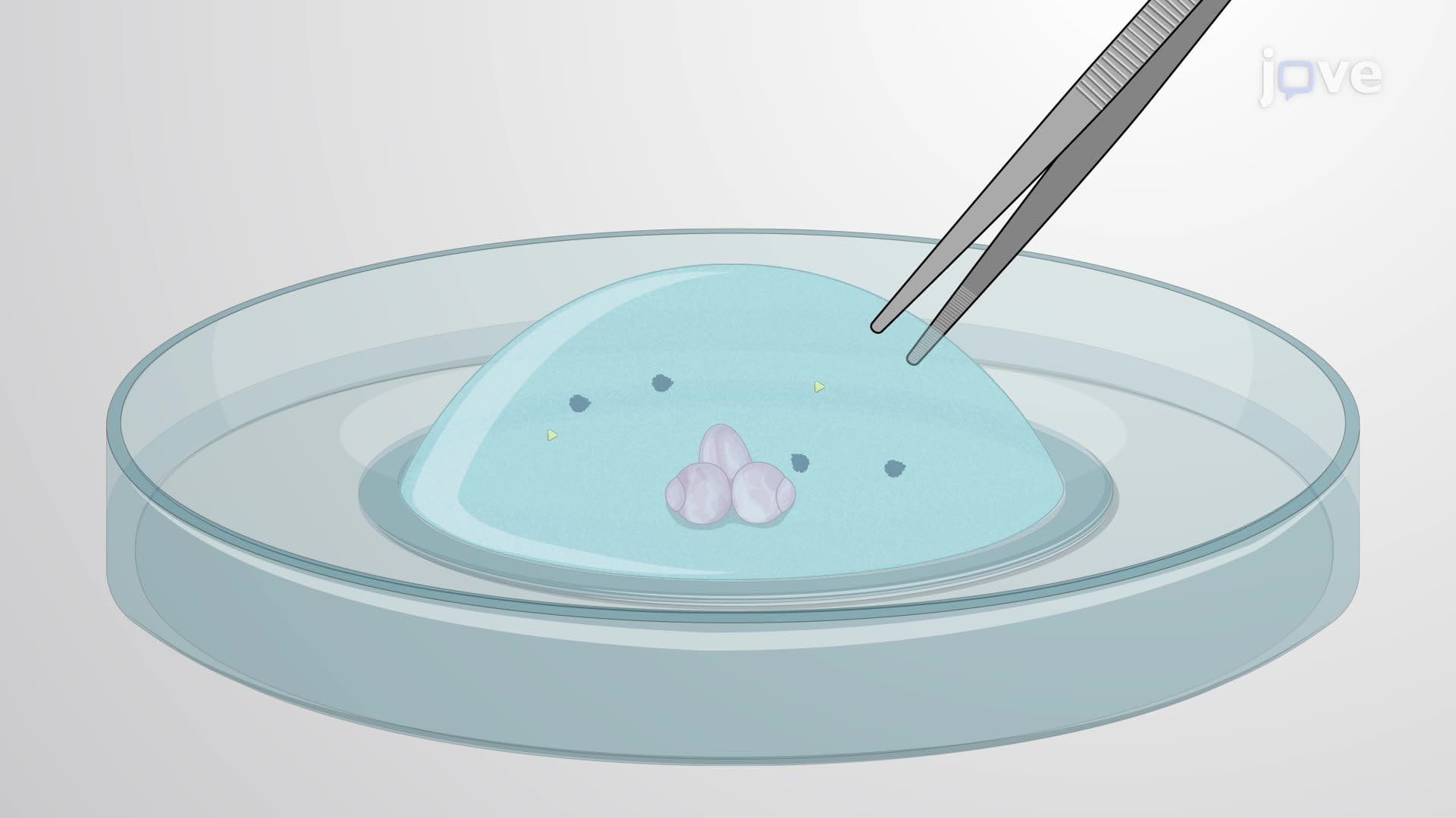Embedding Drosophila Brain in a Matrix for Time-Lapse Imaging of the Circadian Clock Neurons